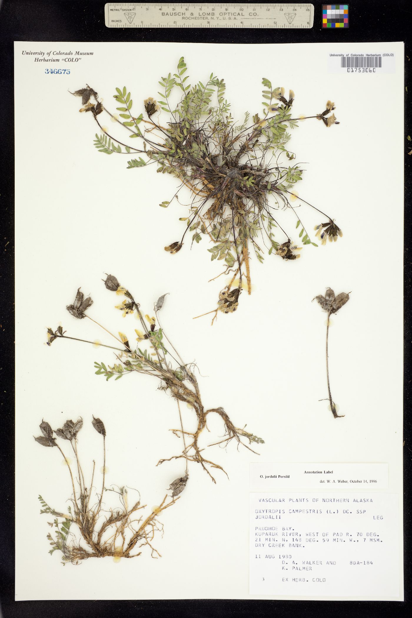 Oxytropis campestris var. jordalii image