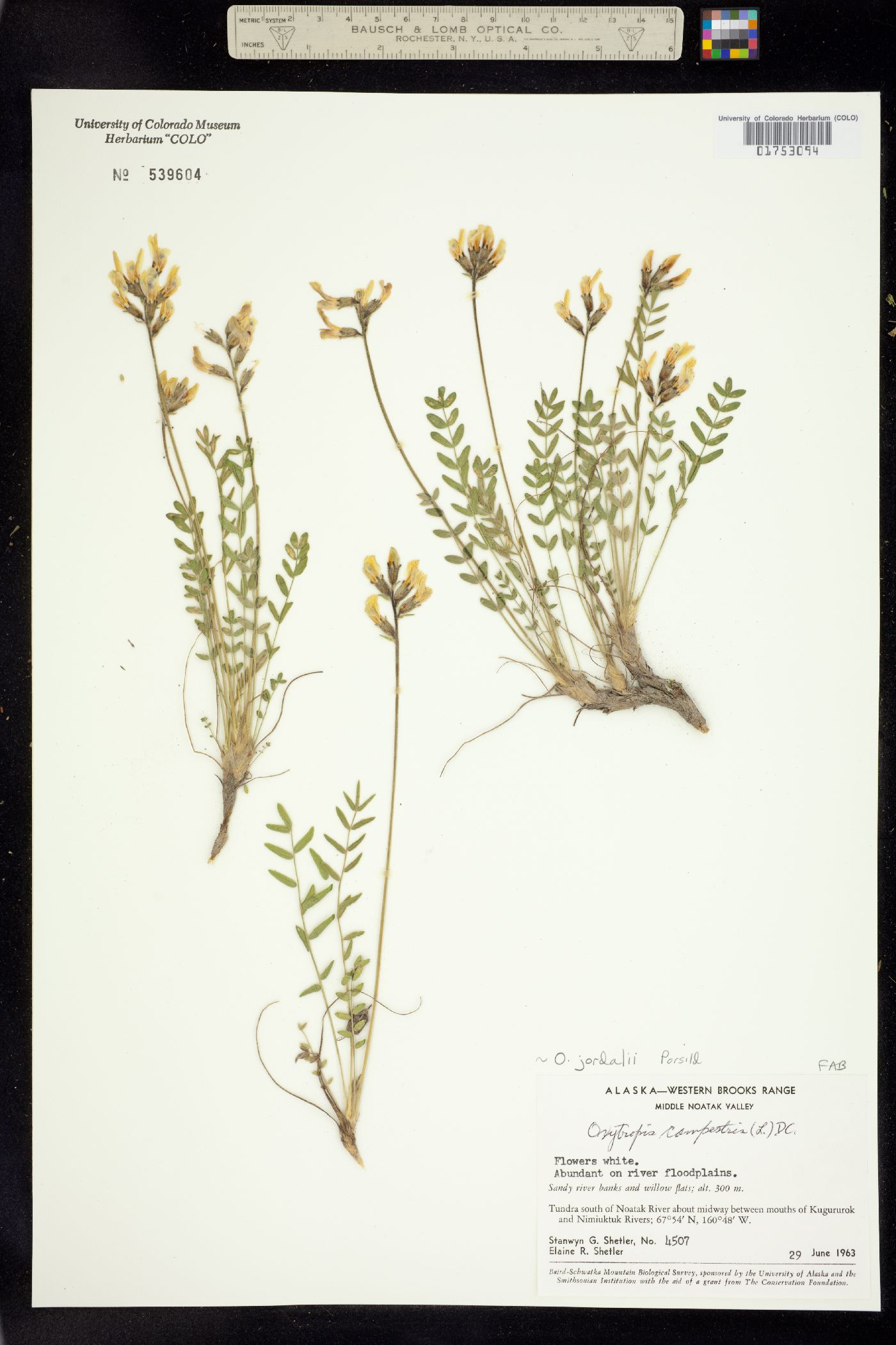 Oxytropis campestris var. jordalii image