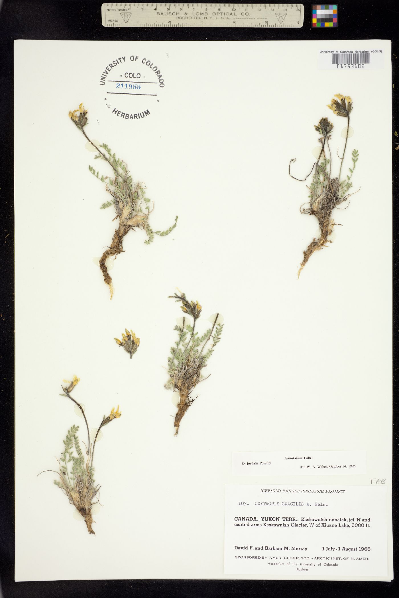 Oxytropis campestris var. jordalii image