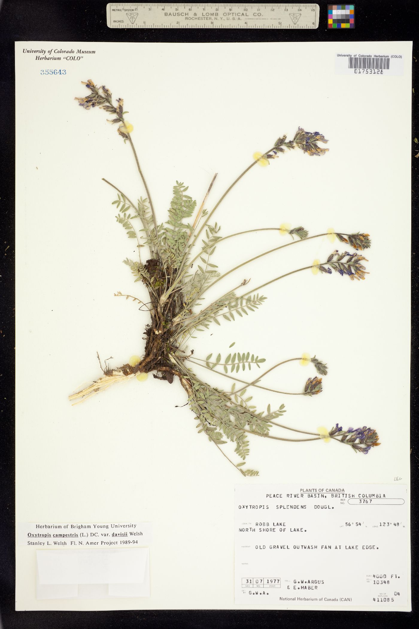 Oxytropis davisii image