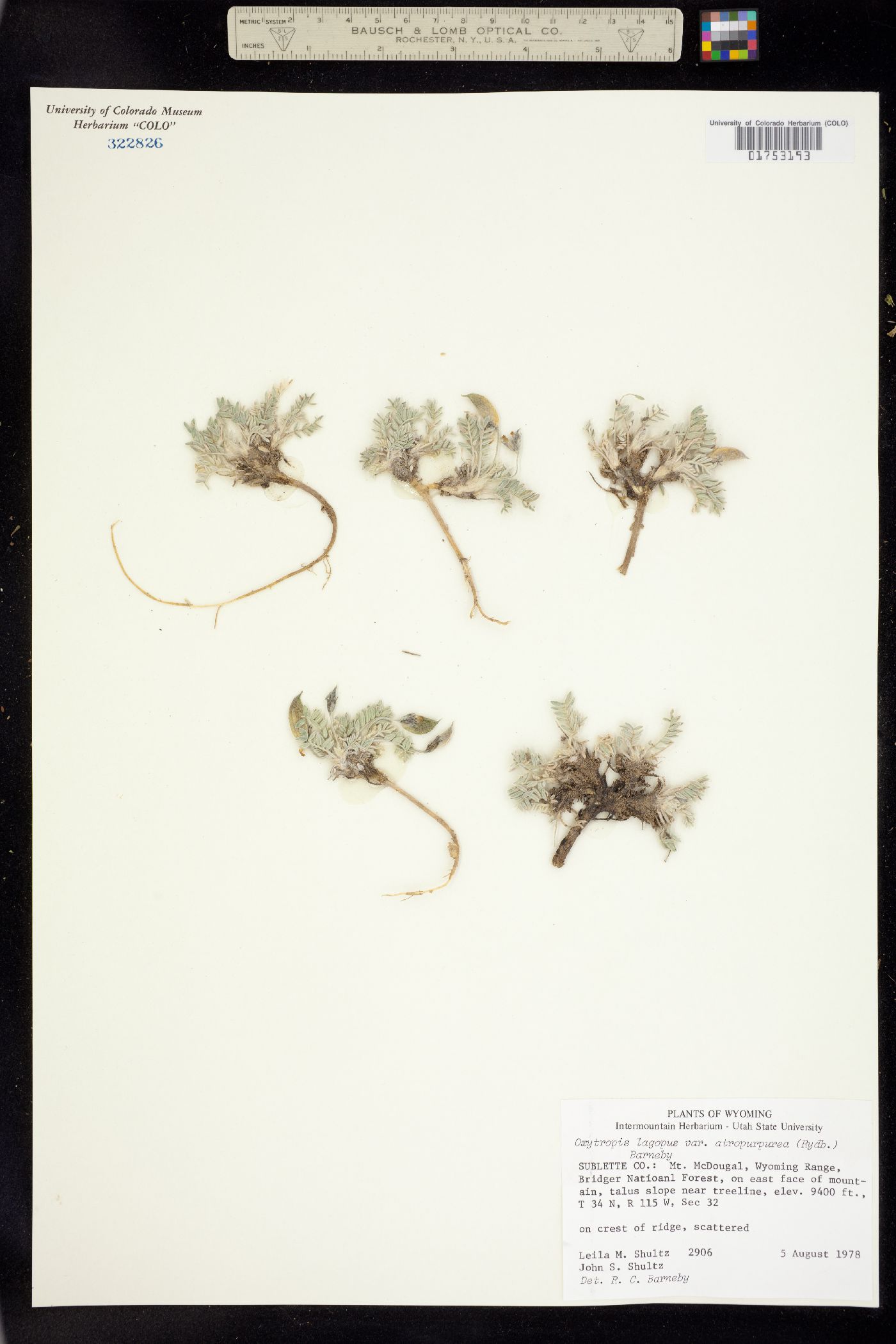Oxytropis lagopus image