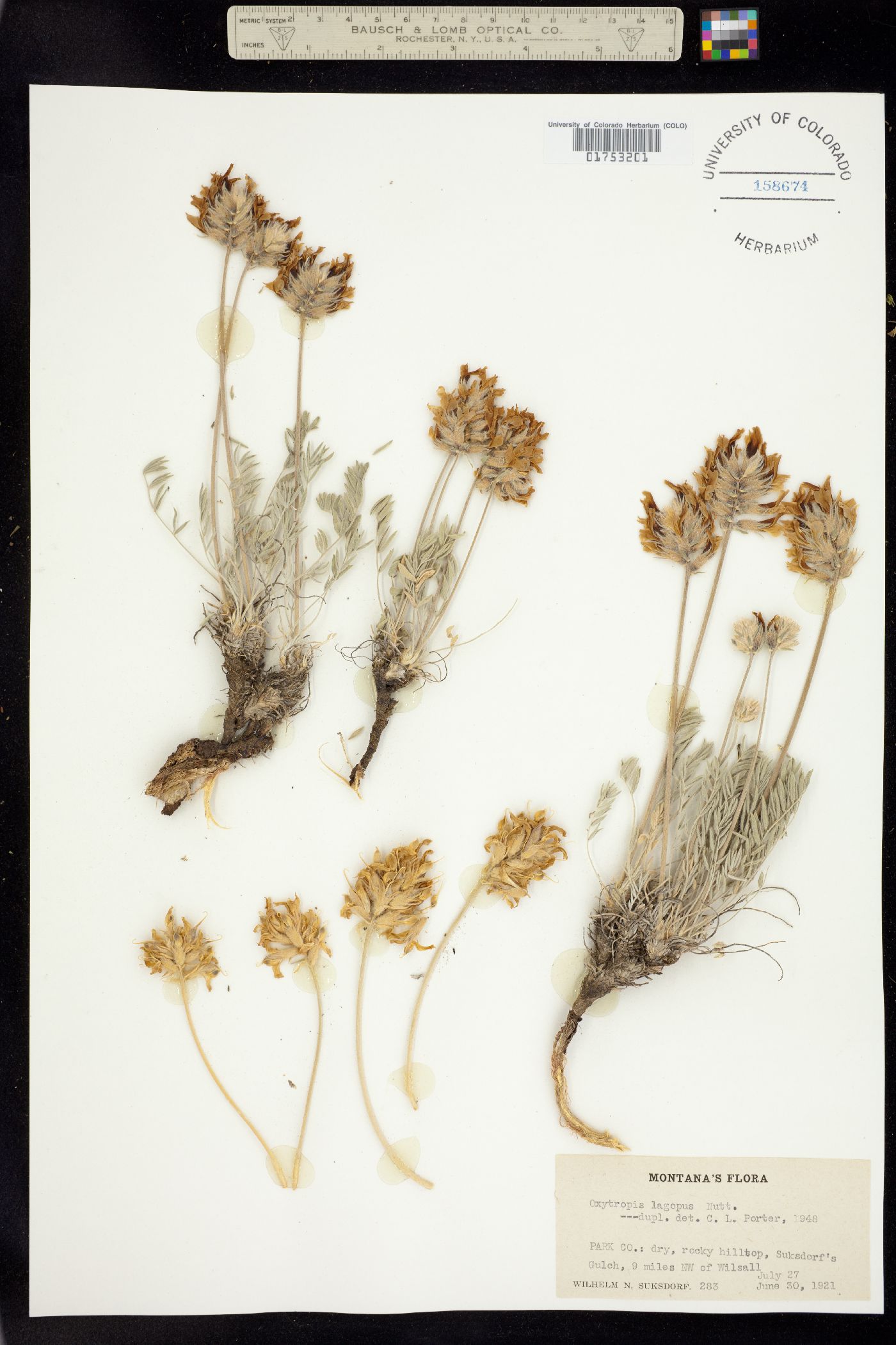 Oxytropis lagopus image