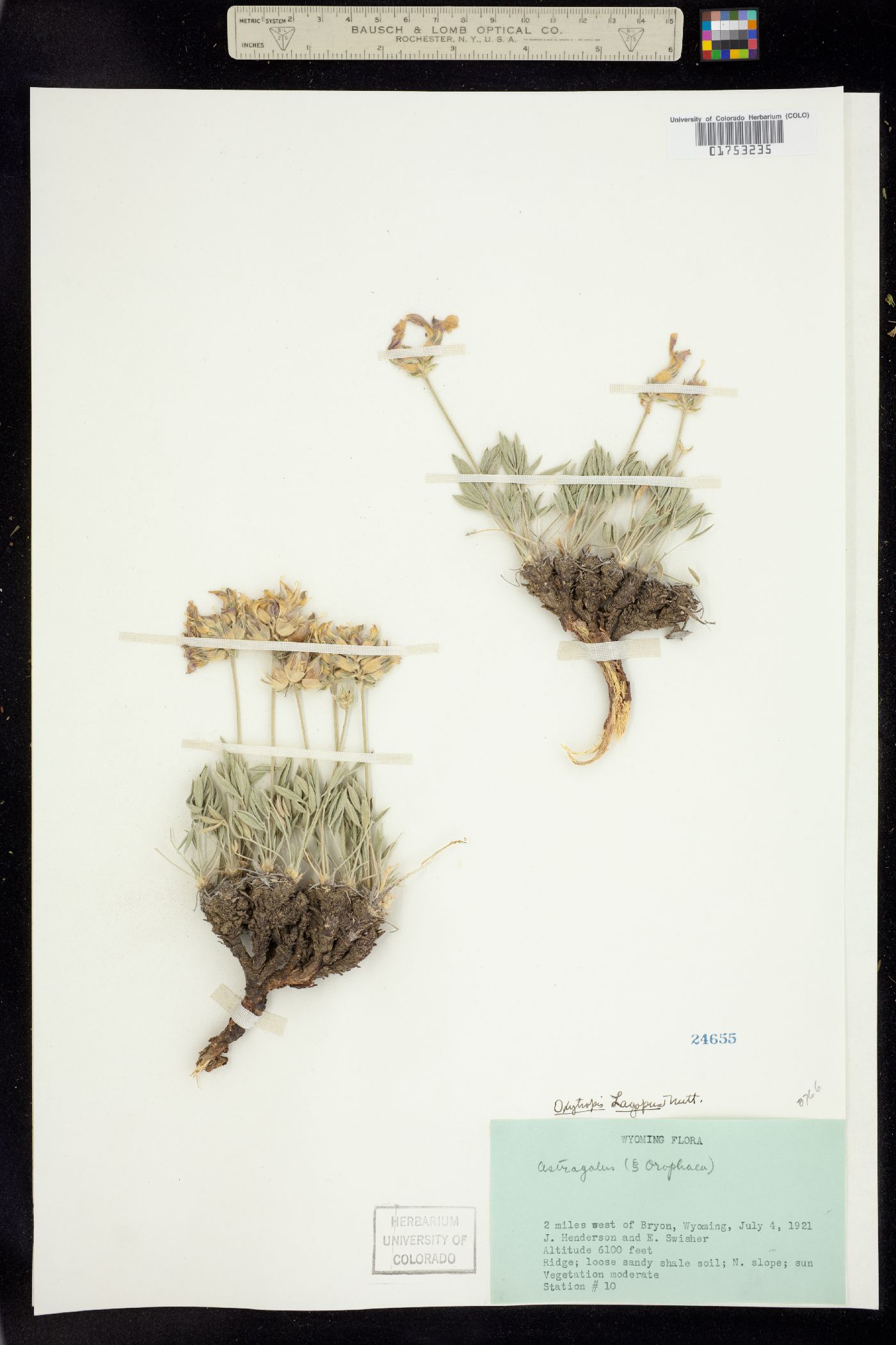 Oxytropis lagopus image