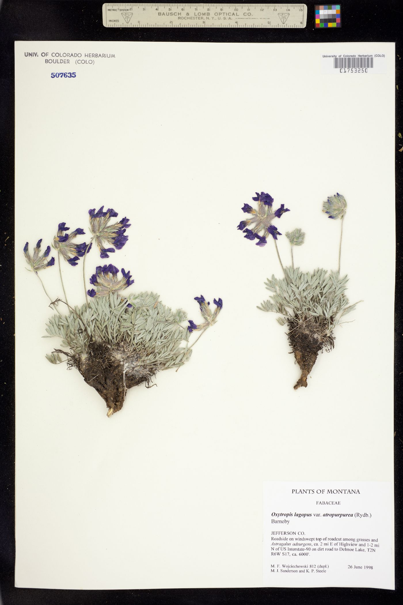 Oxytropis lagopus image