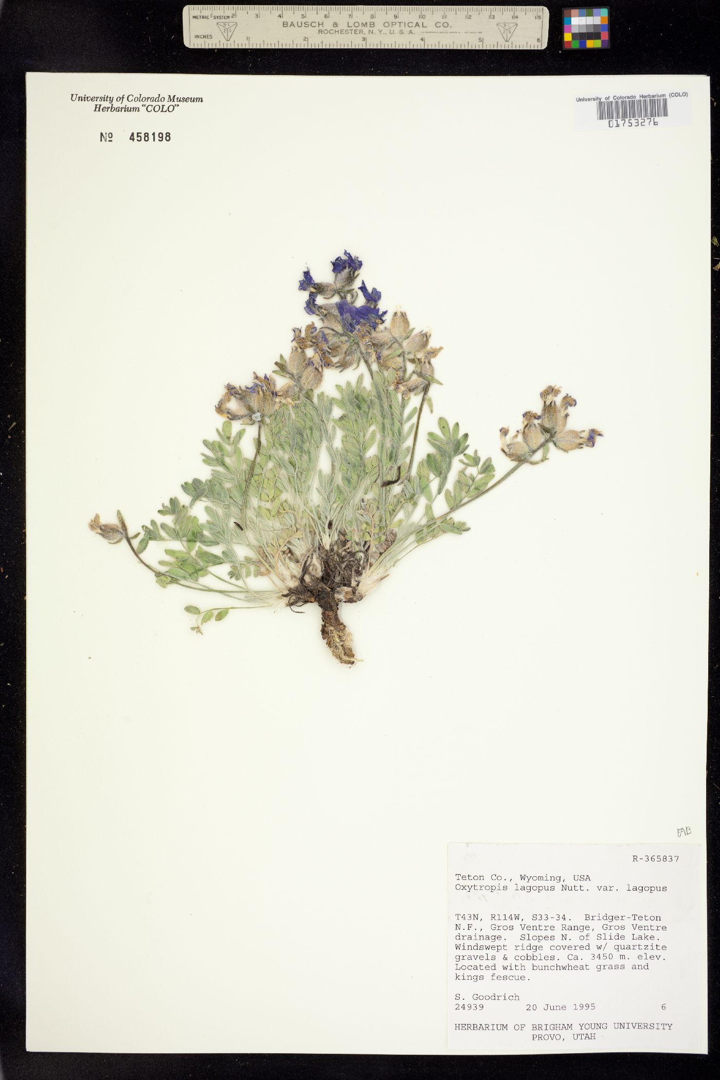 Oxytropis lagopus image