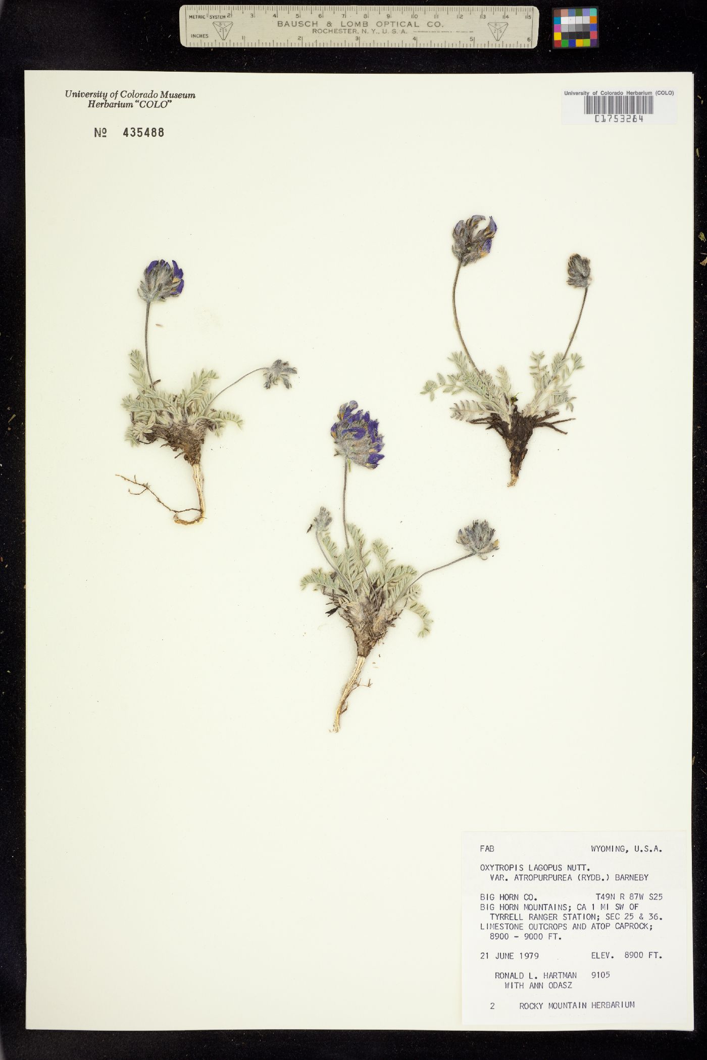 Oxytropis lagopus image