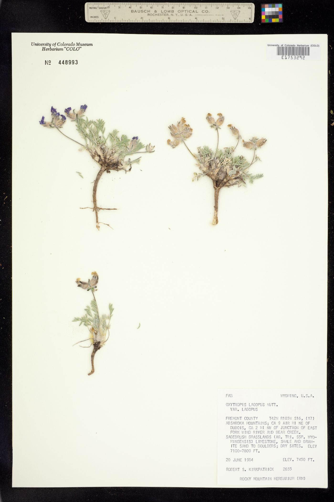 Oxytropis lagopus var. lagopus image