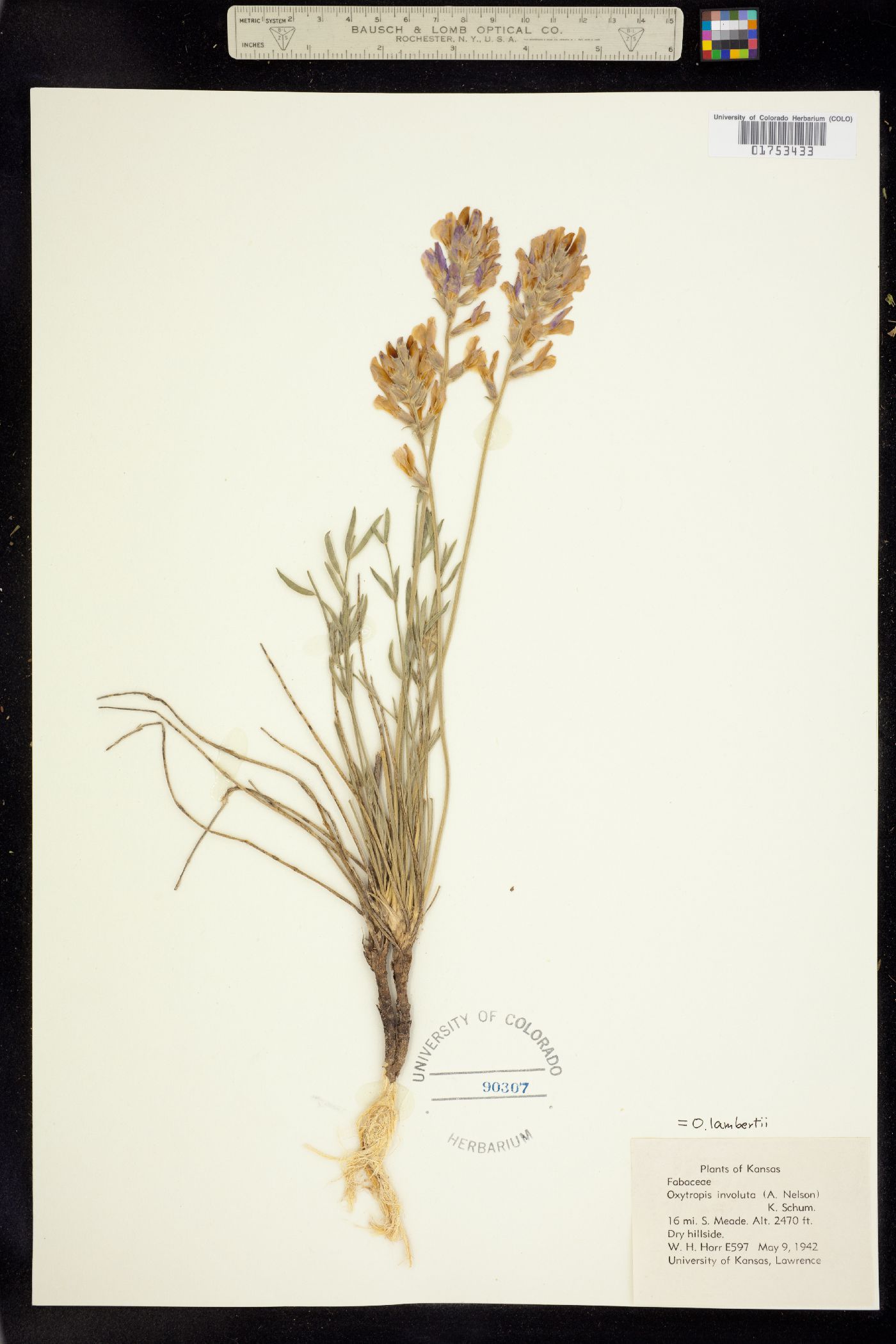 Oxytropis lambertii image