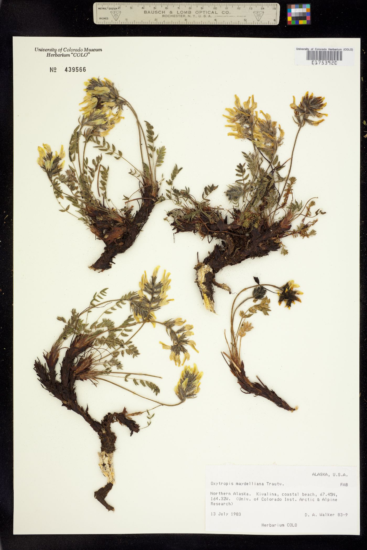 Oxytropis maydelliana image