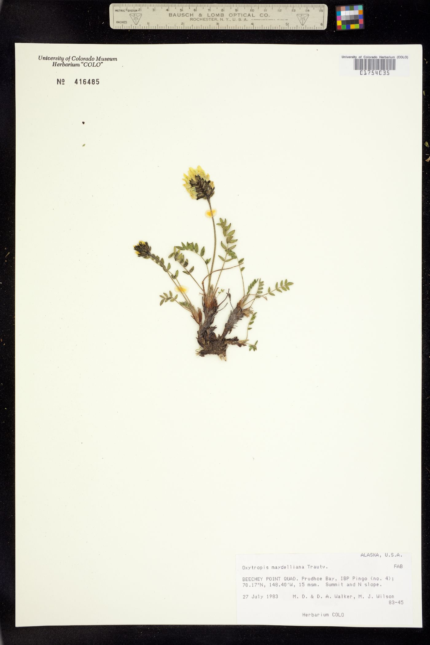 Oxytropis maydelliana image