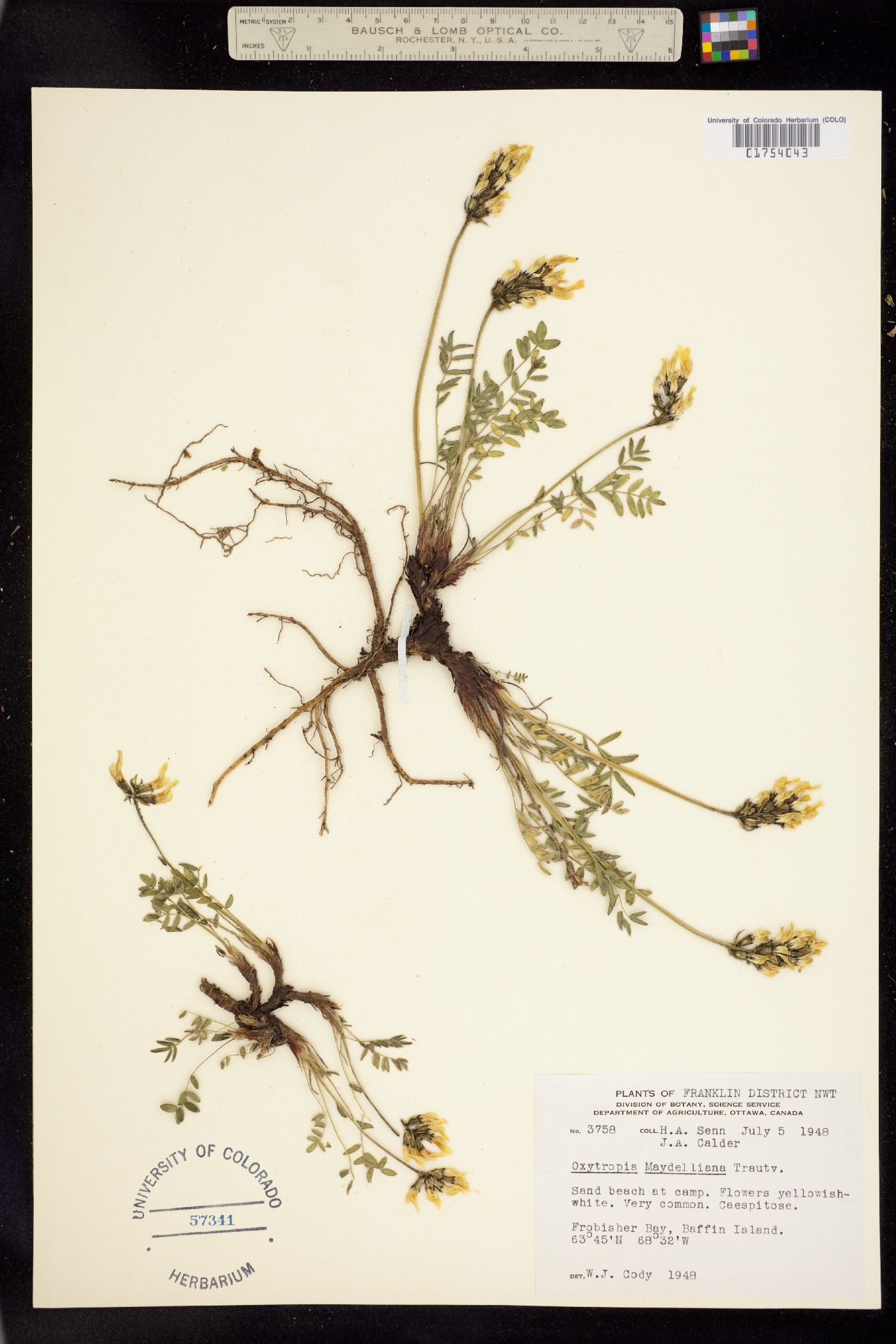 Oxytropis maydelliana image