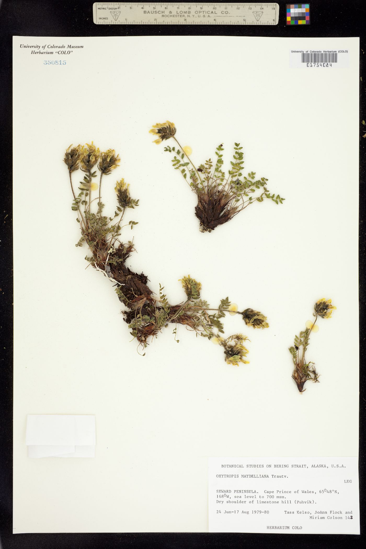 Oxytropis maydelliana image