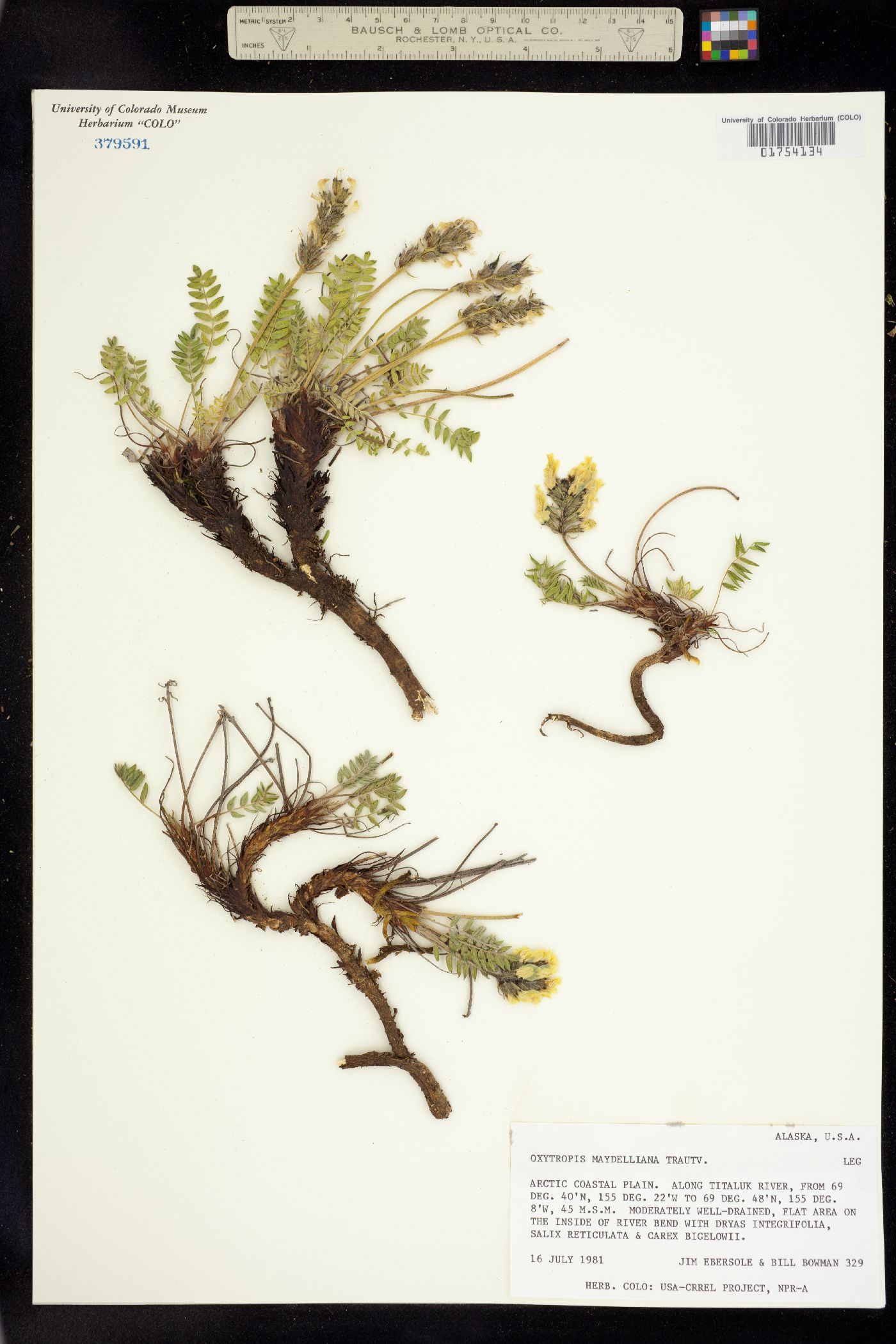 Oxytropis maydelliana image