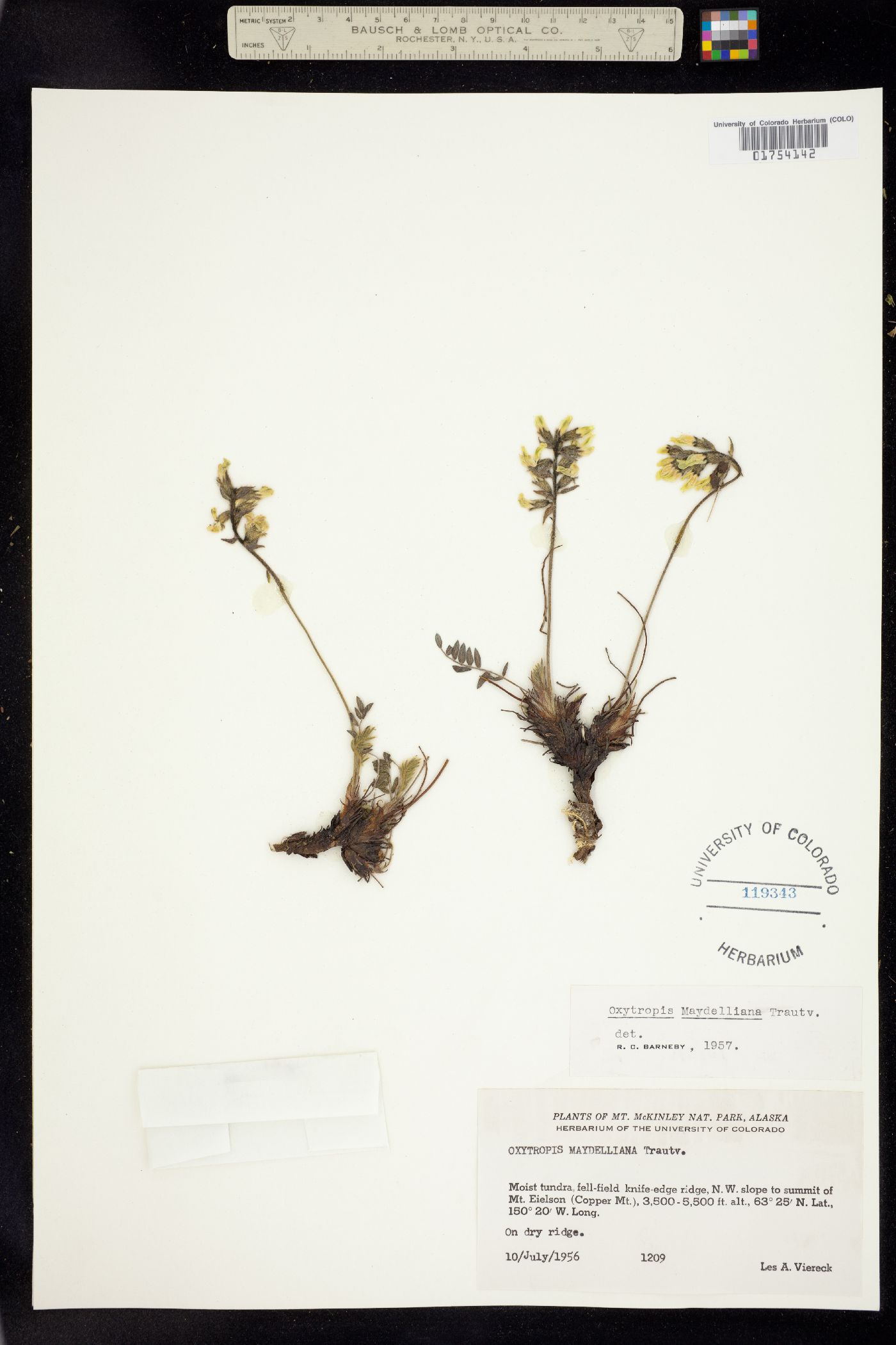 Oxytropis maydelliana image