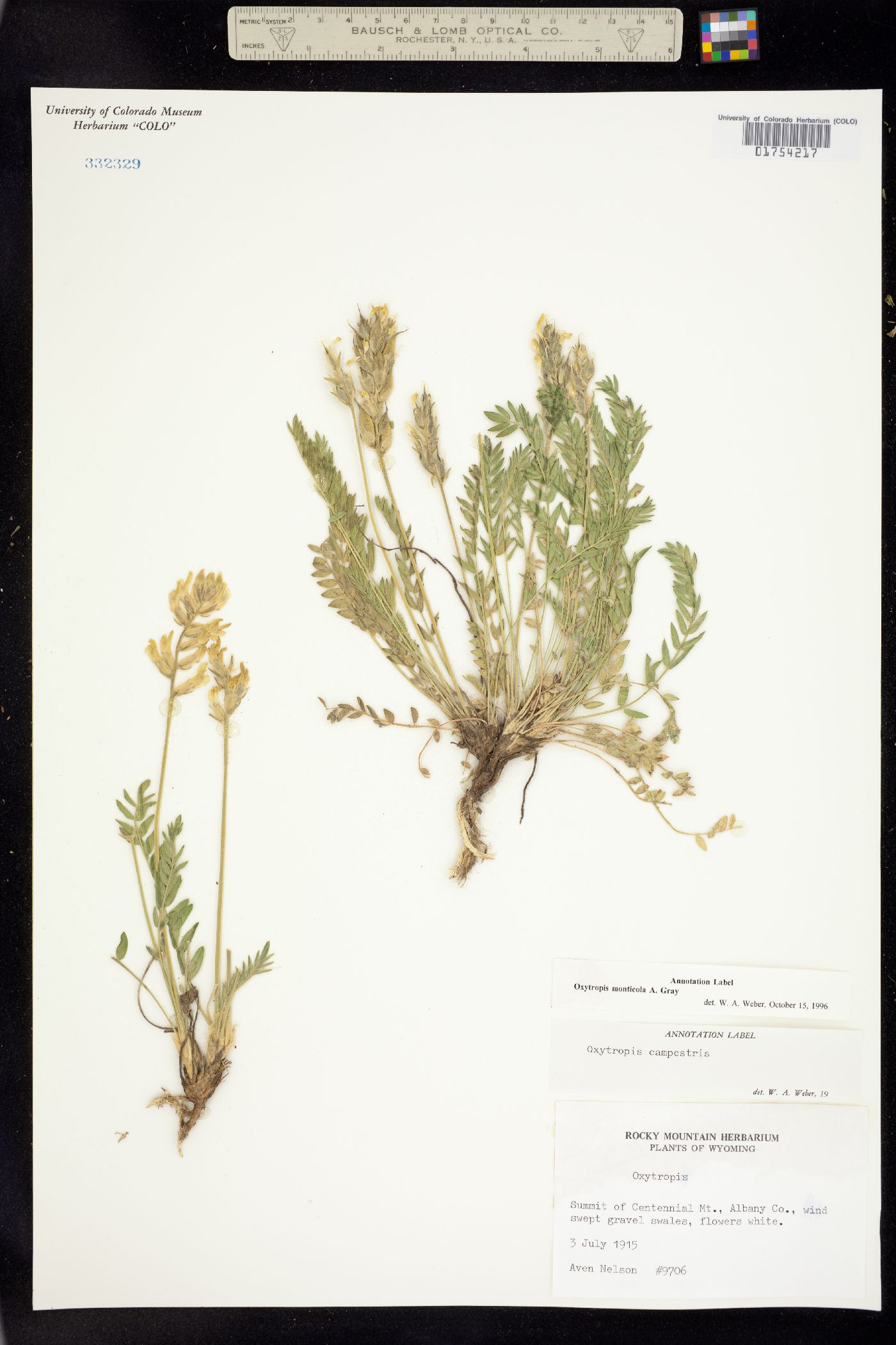 Oxytropis monticola image