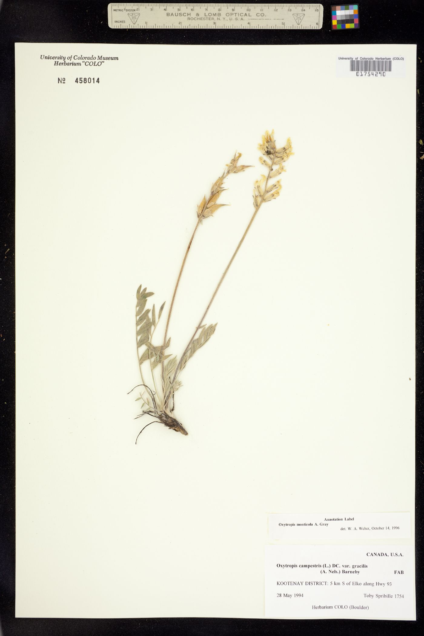 Oxytropis campestris var. spicata image