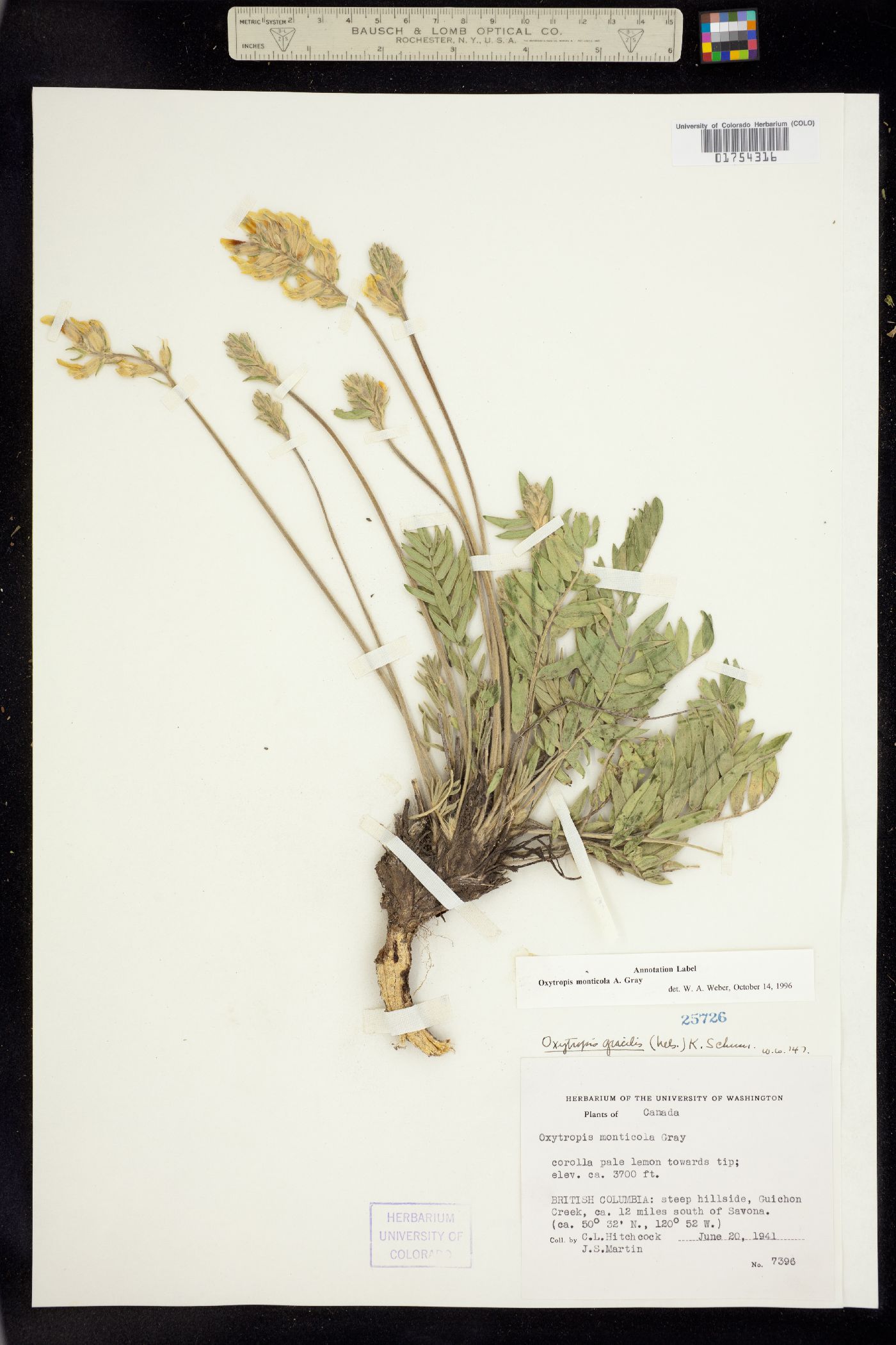Oxytropis campestris var. spicata image