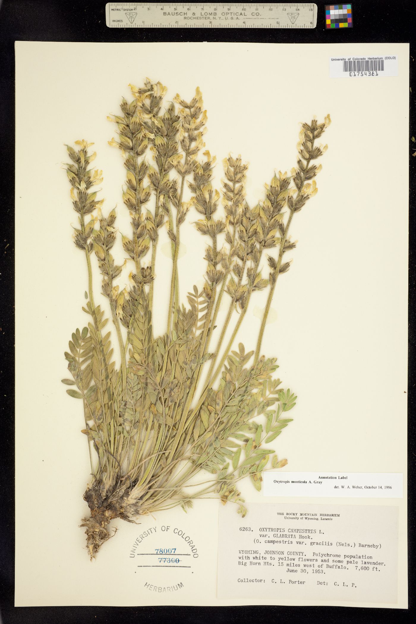 Oxytropis monticola image