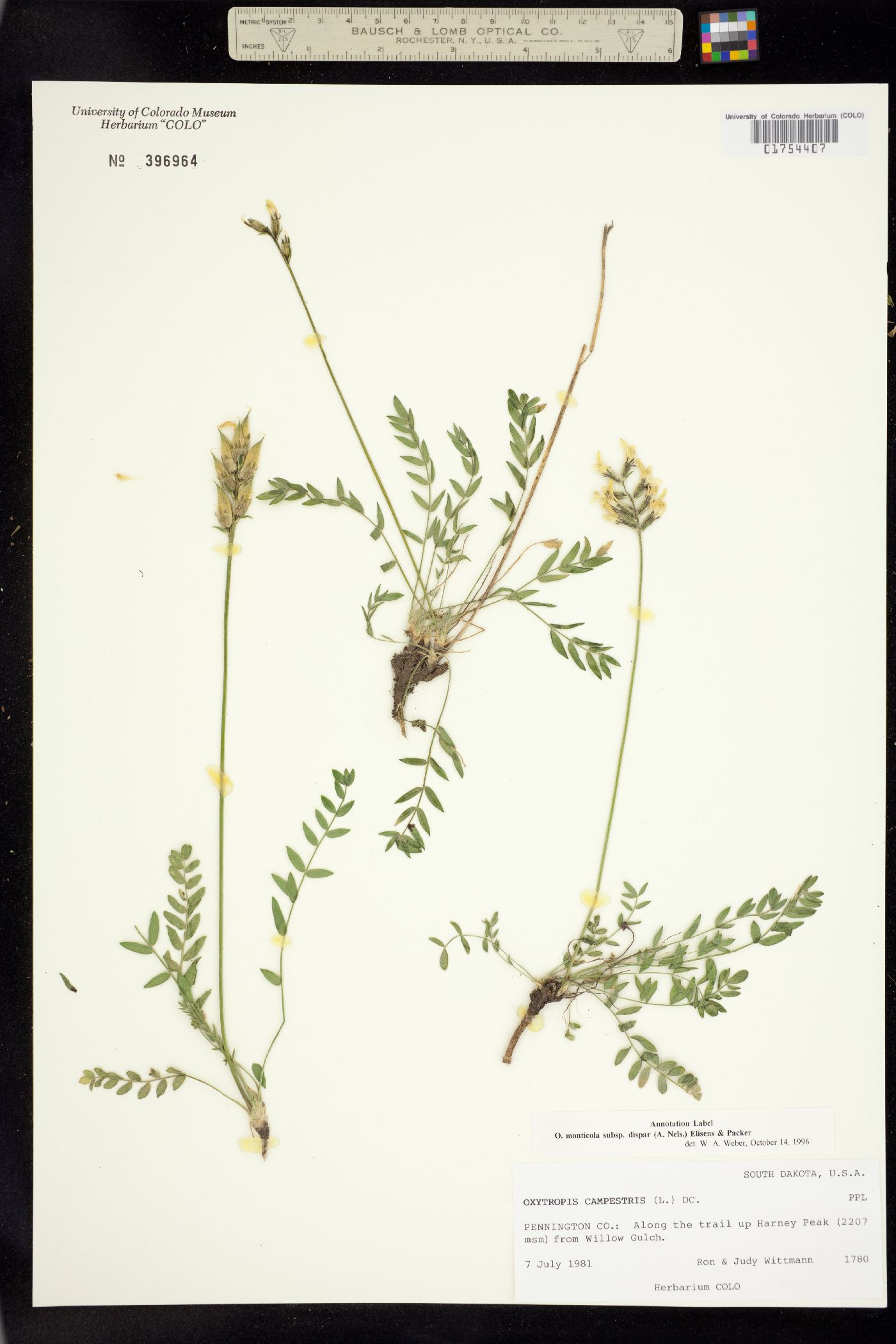 Oxytropis monticola subsp. dispar image