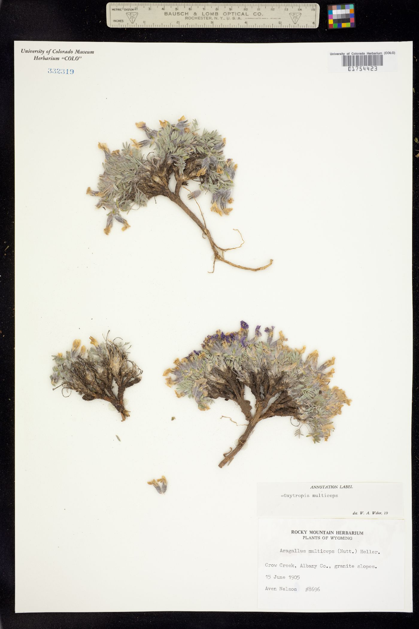 Oxytropis multiceps image
