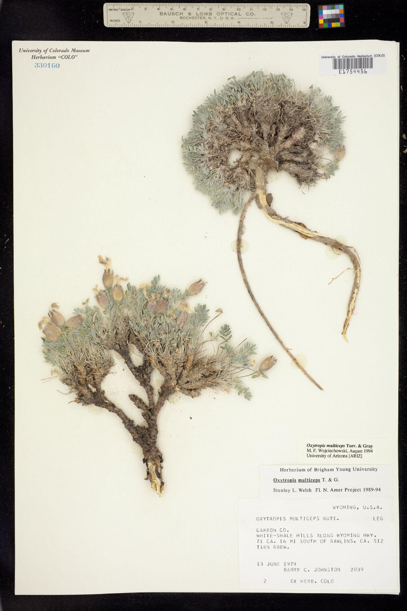 Oxytropis multiceps image