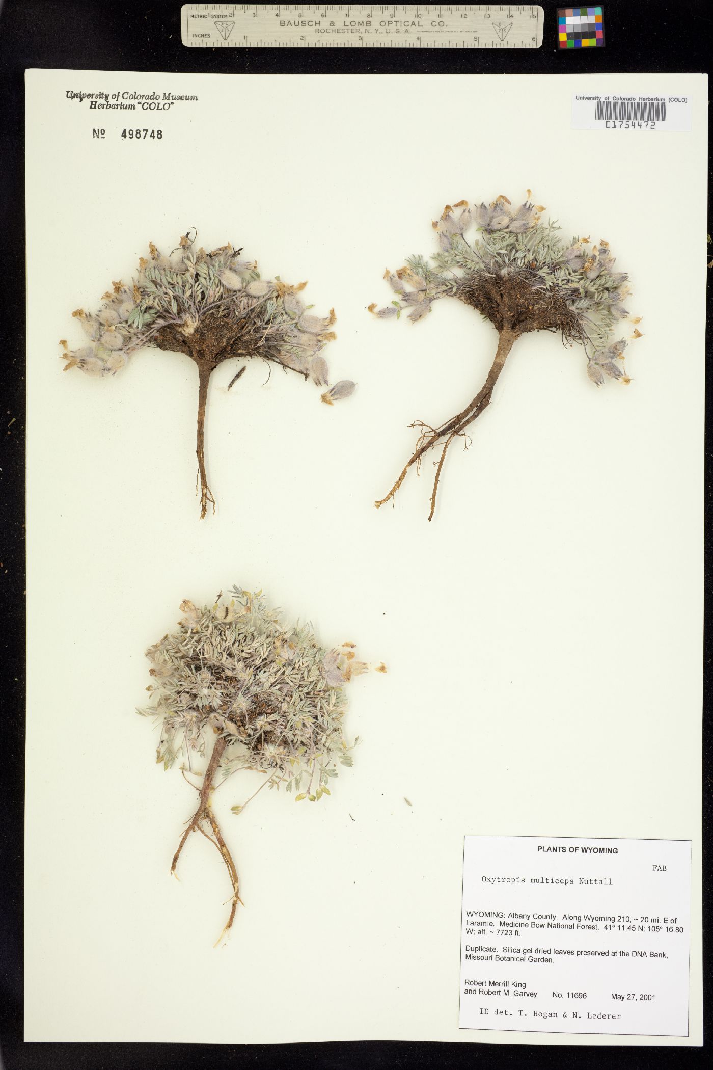 Oxytropis multiceps image