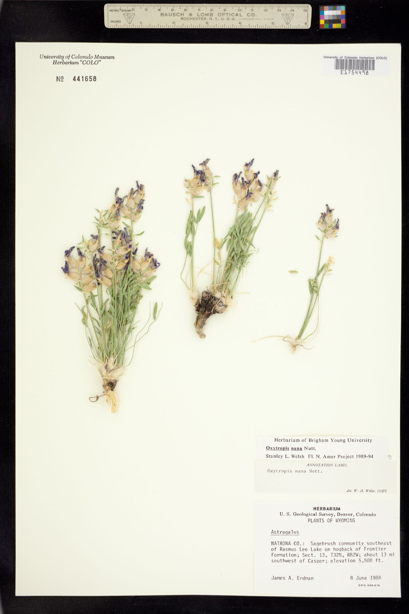 Oxytropis nana image