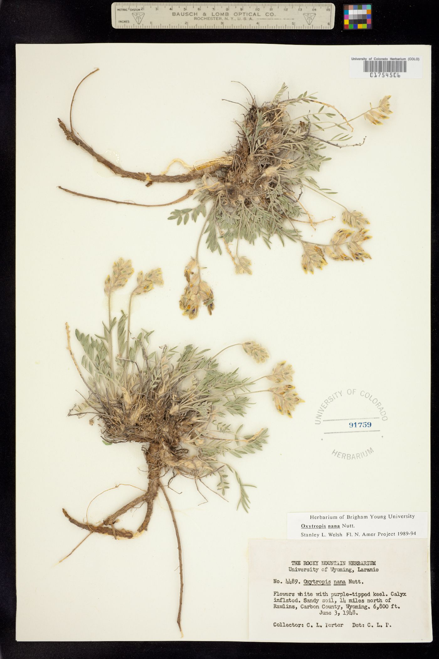 Oxytropis nana image