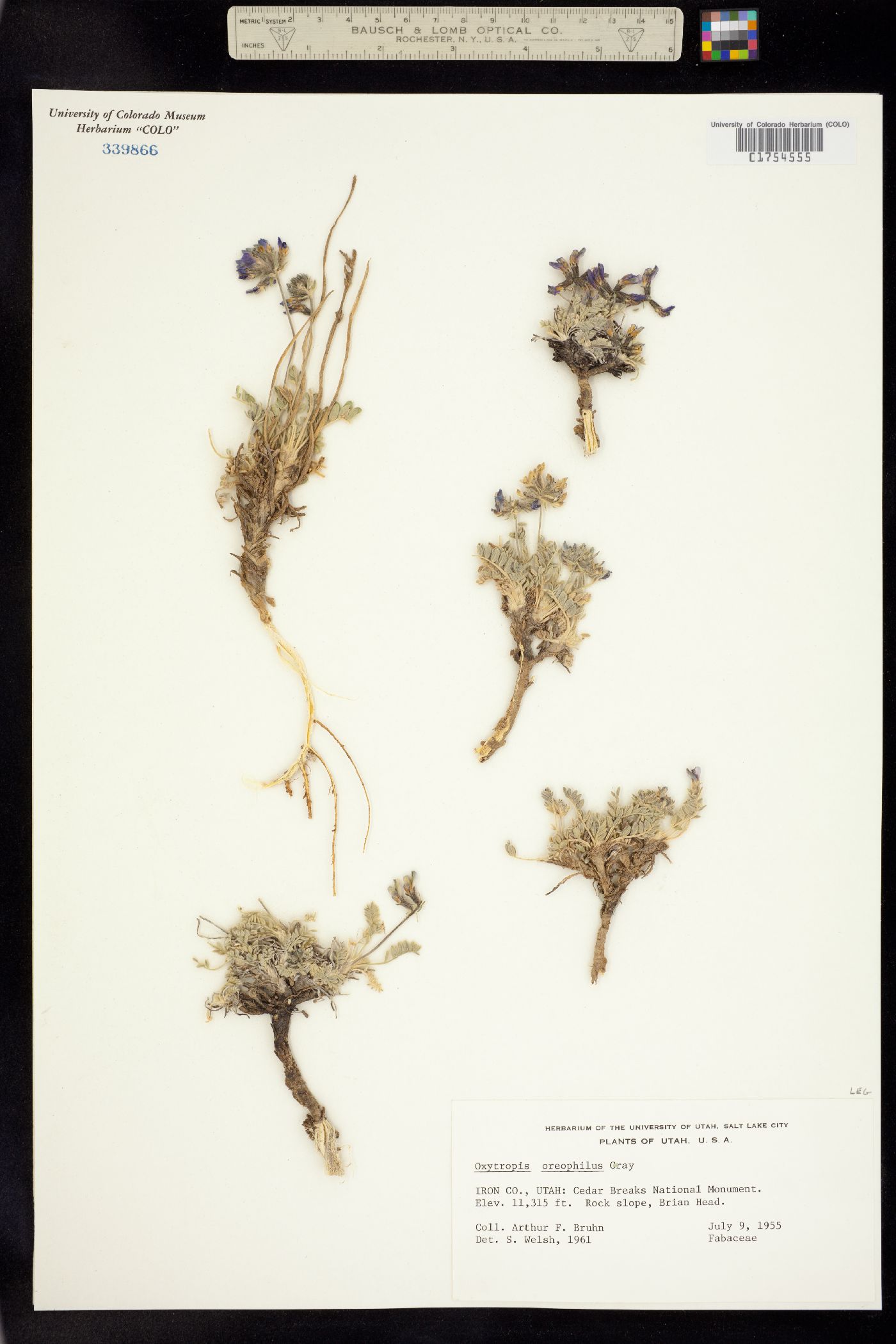 Oxytropis oreophila image