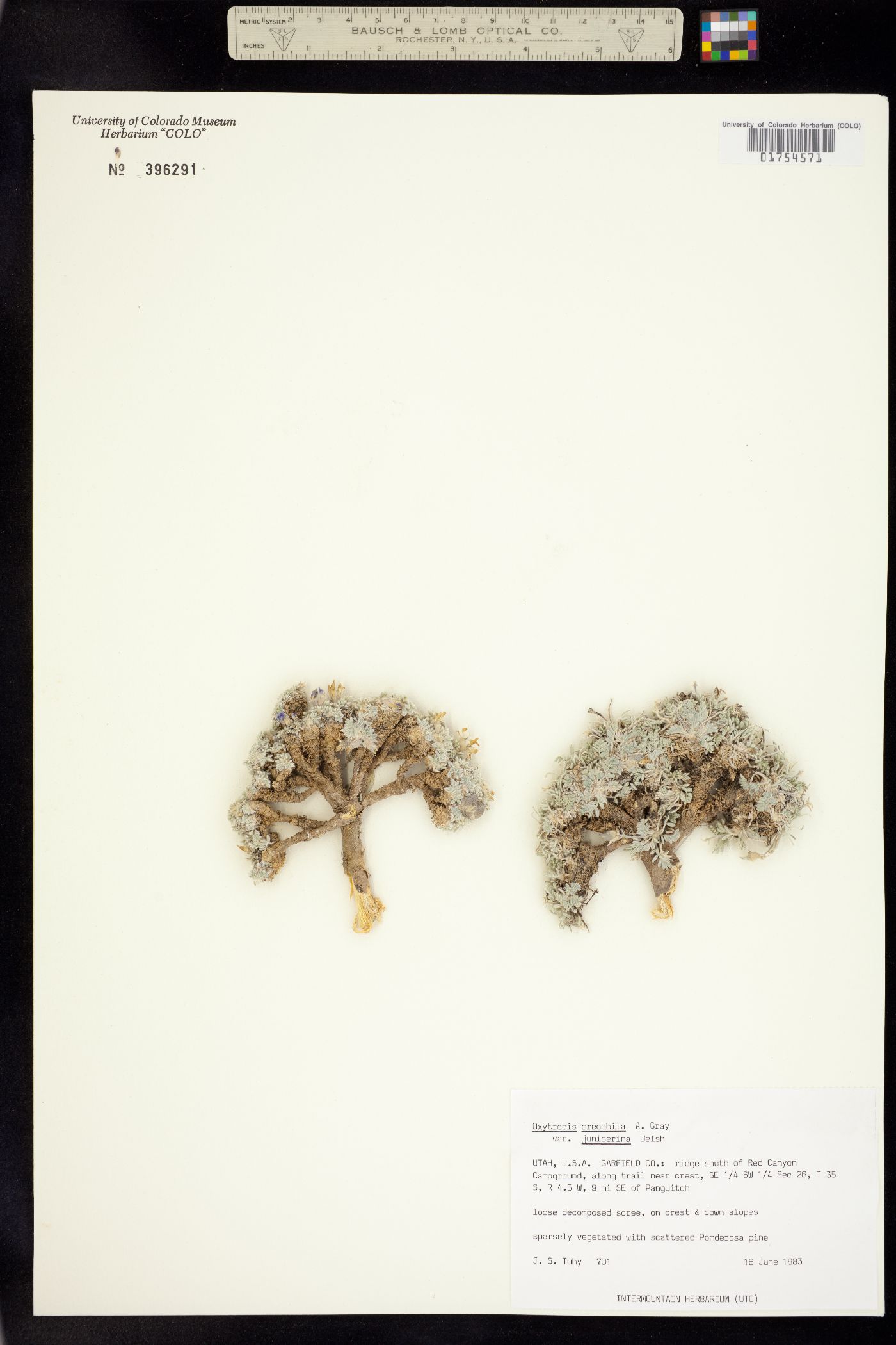 Oxytropis oreophila image