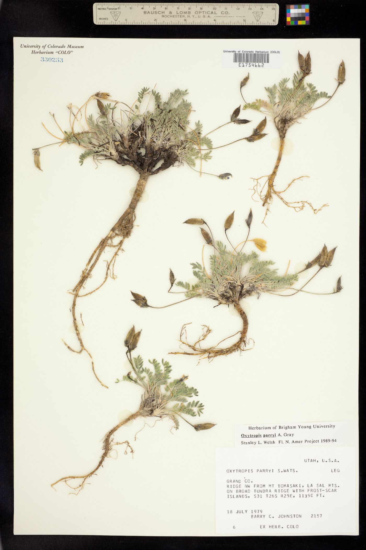 Oxytropis parryi image