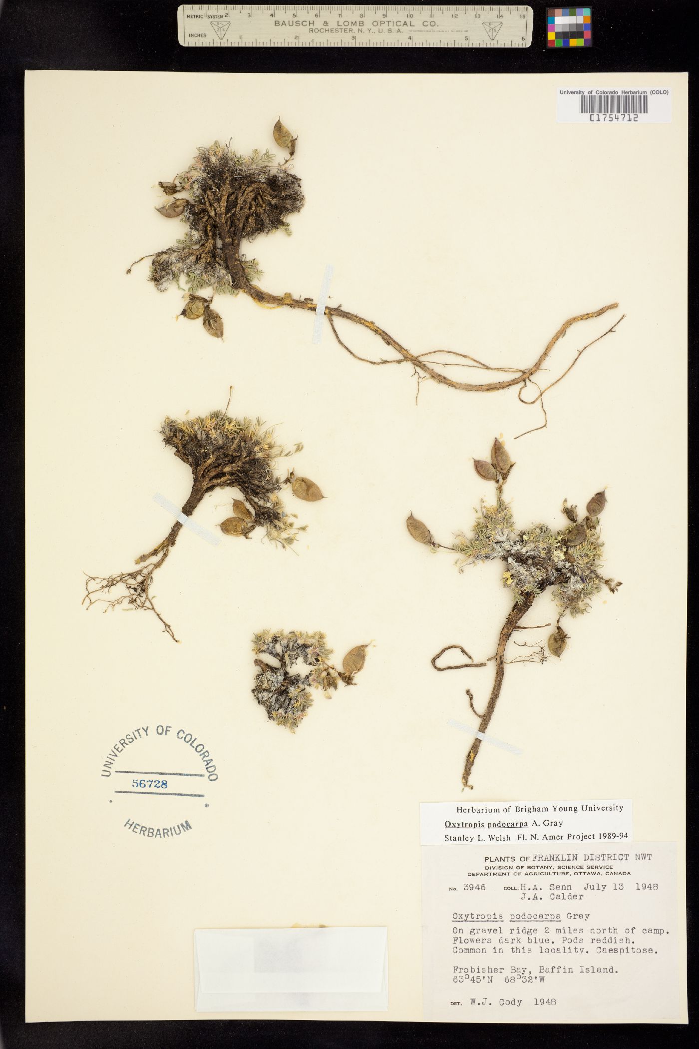 Oxytropis podocarpa image