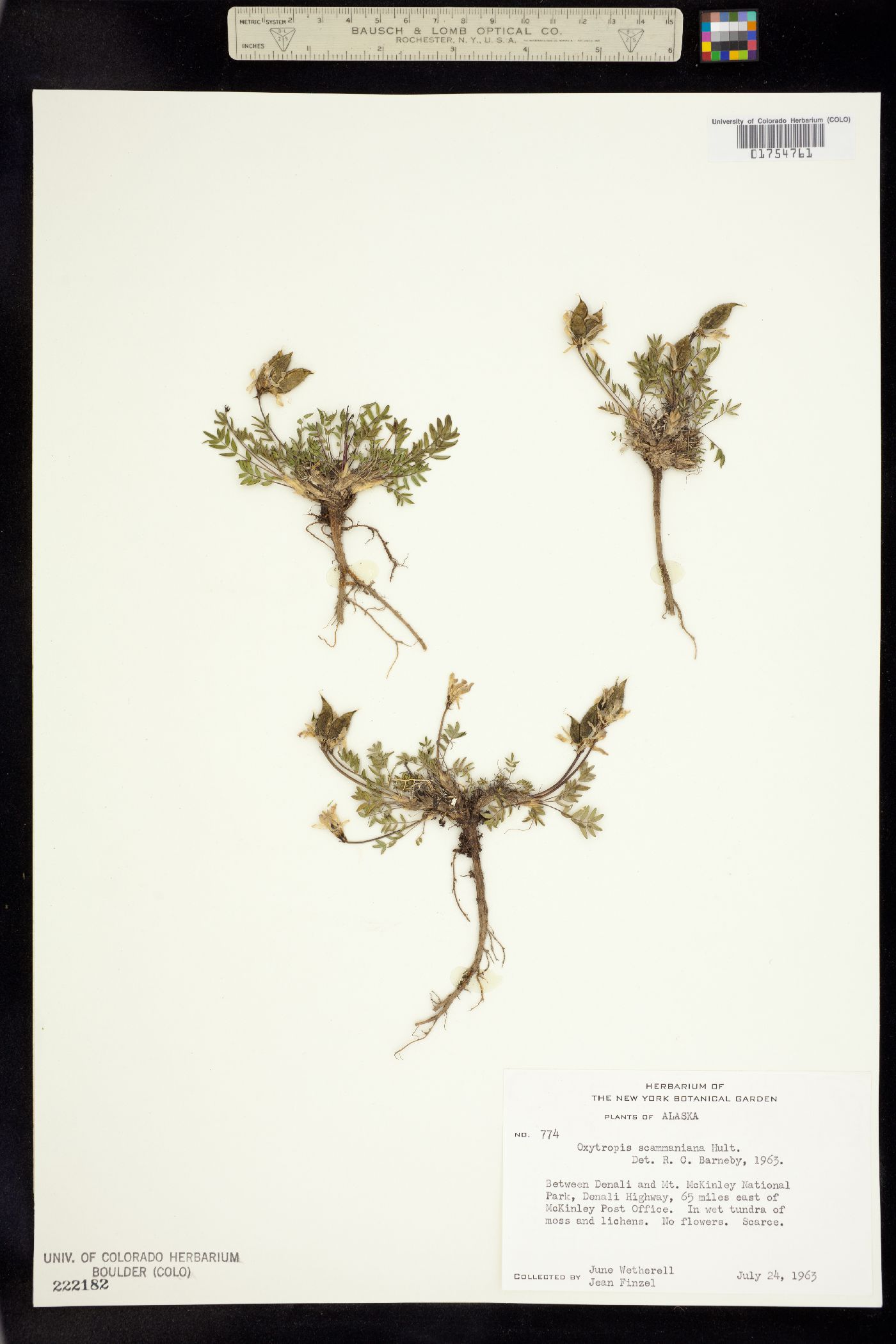 Oxytropis scammaniana image