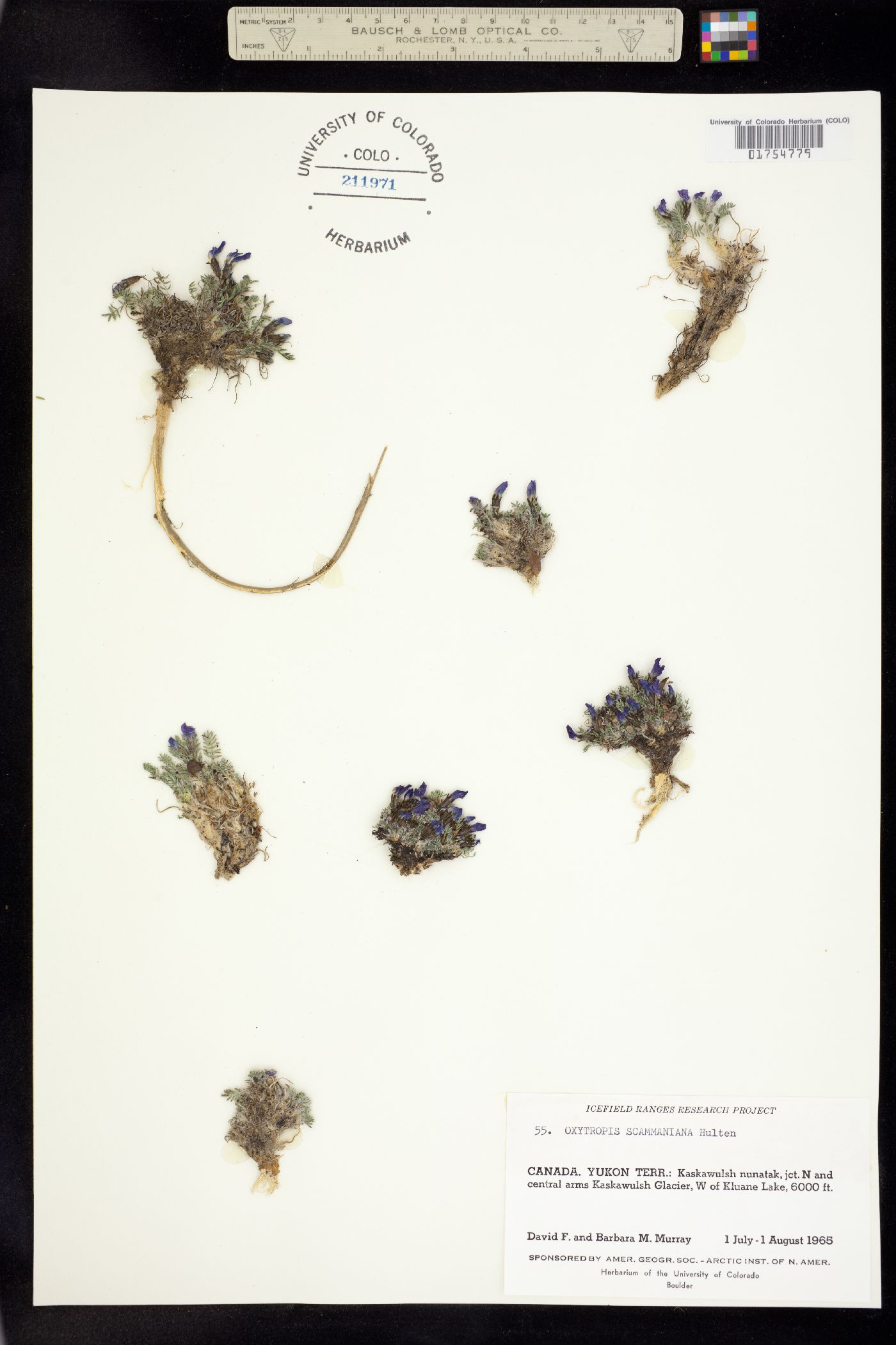 Oxytropis scammaniana image