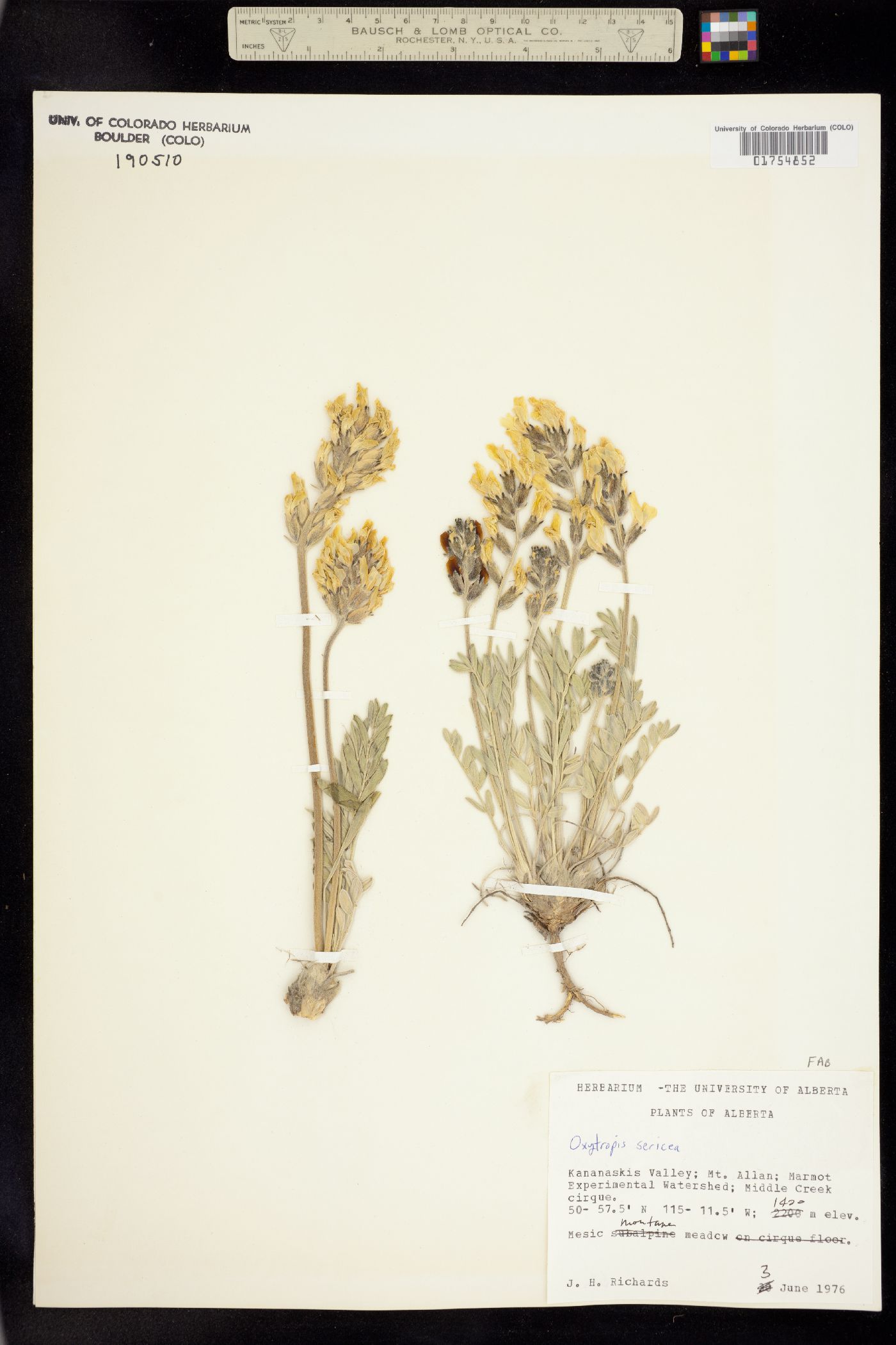 Oxytropis image