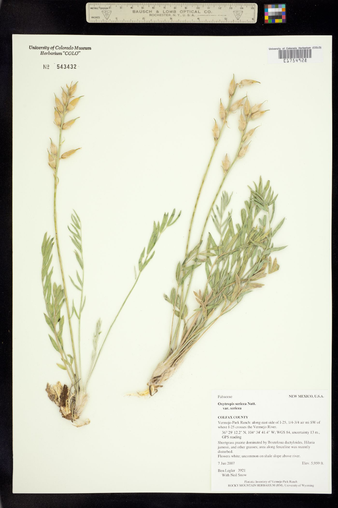Oxytropis sericea image
