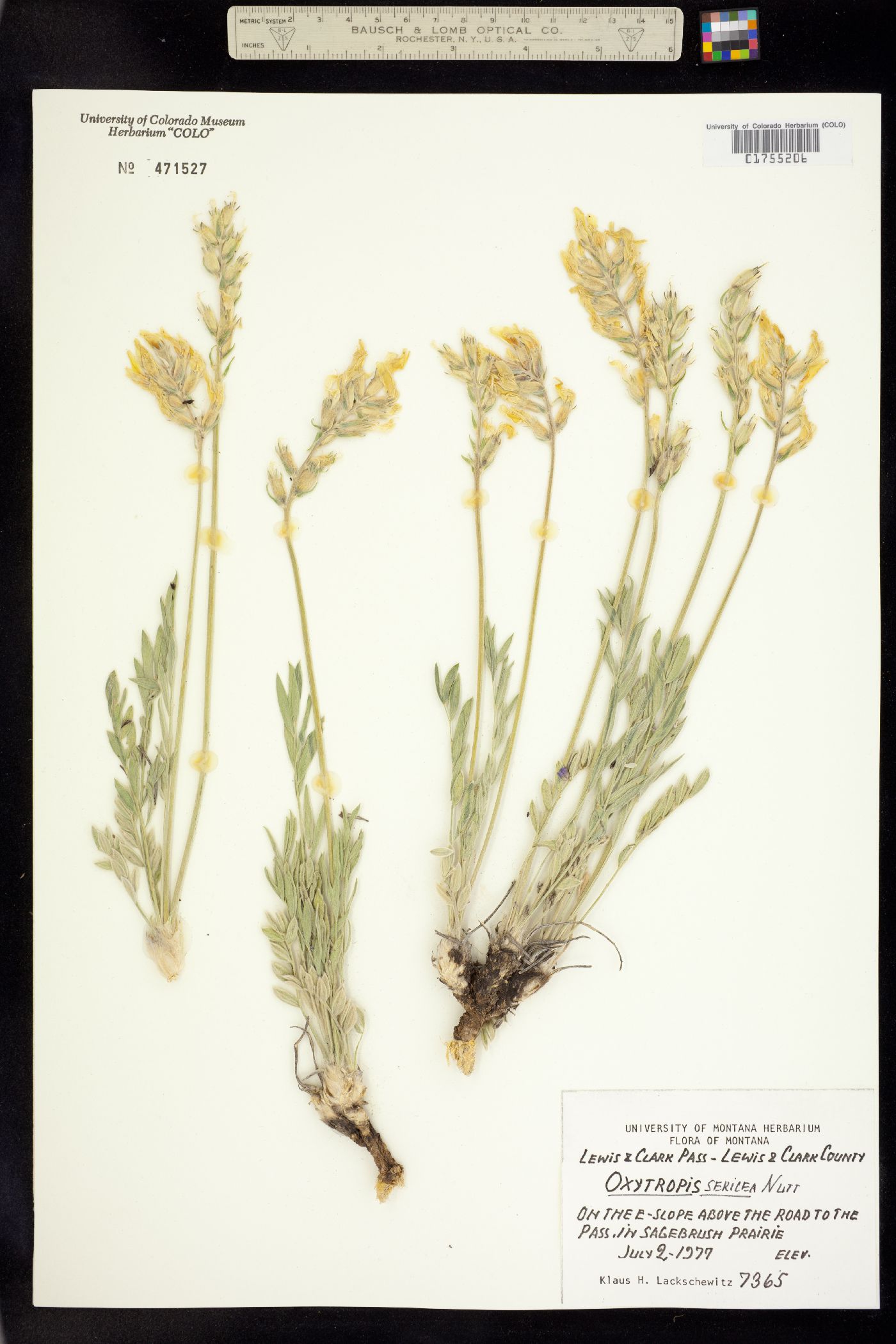 Oxytropis sericea image
