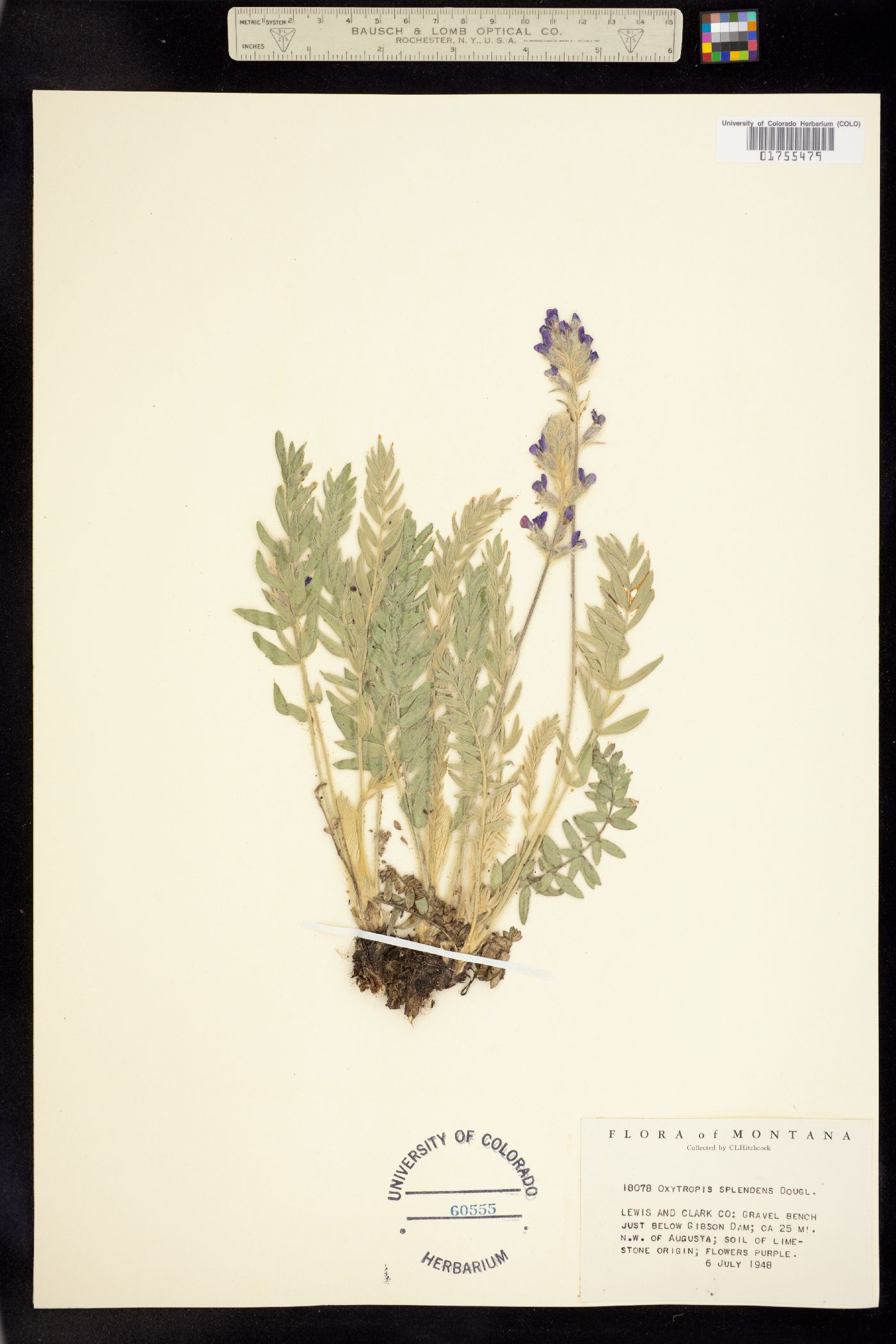 Oxytropis splendens image