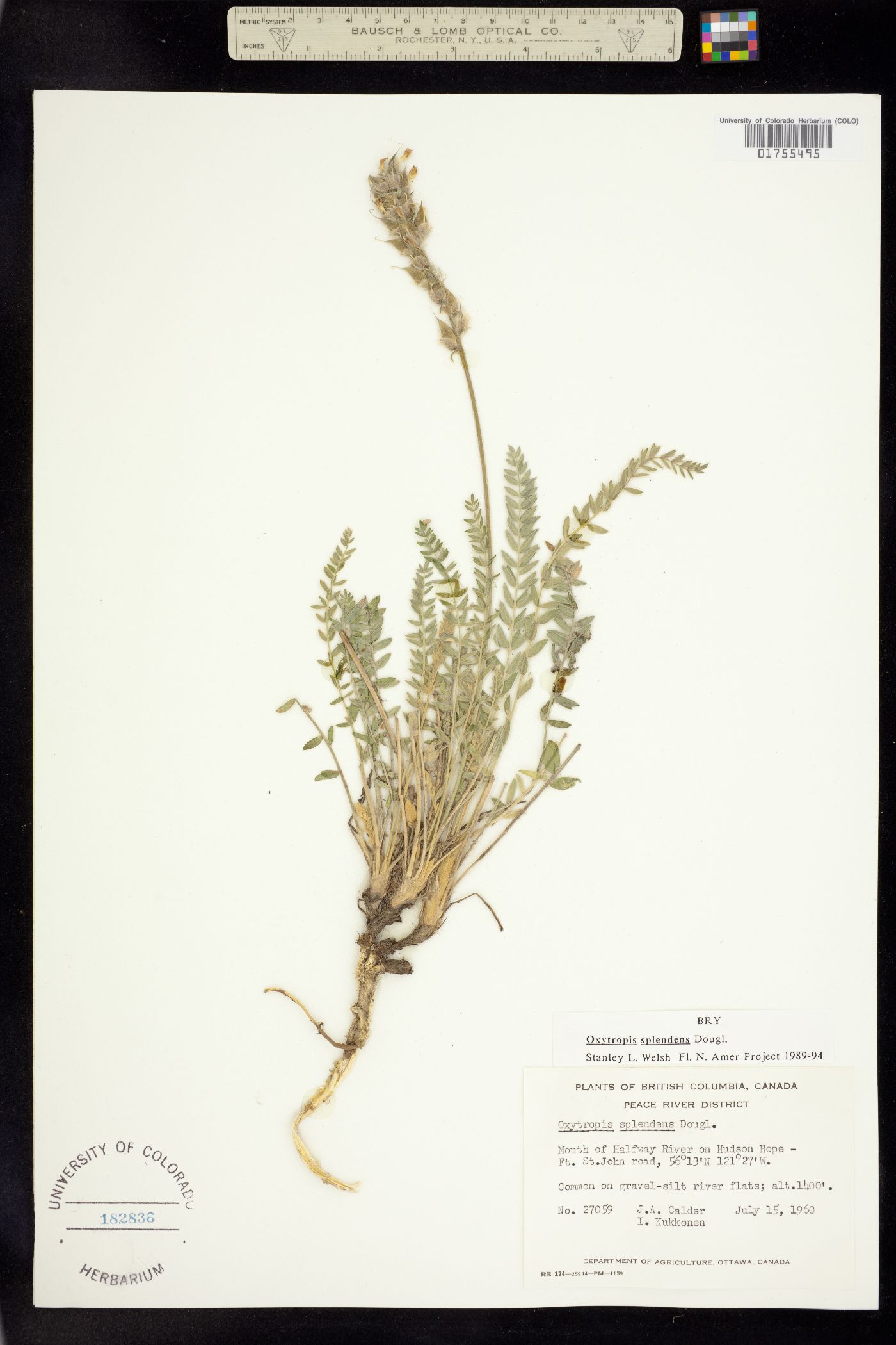 Oxytropis splendens image