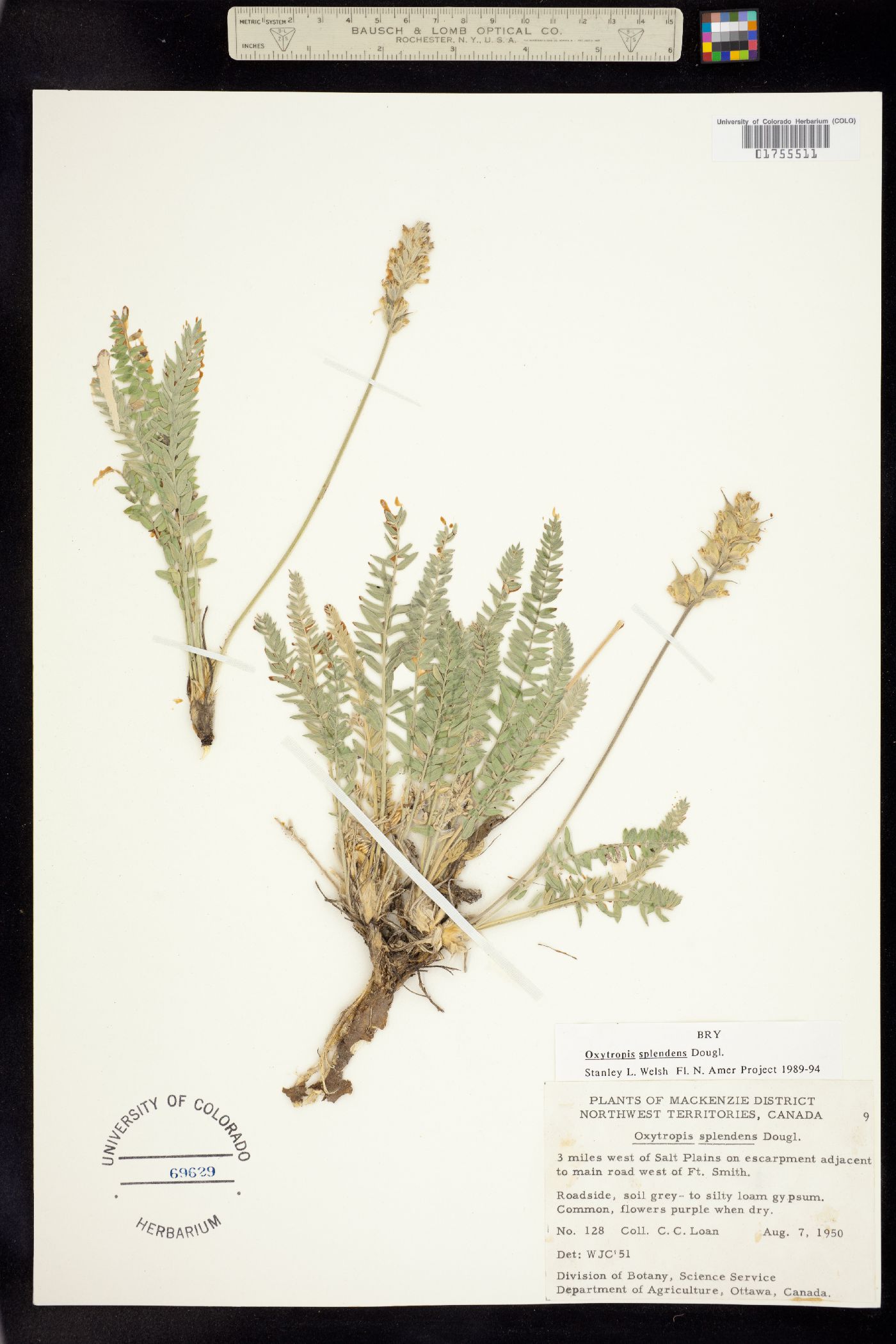 Oxytropis splendens image