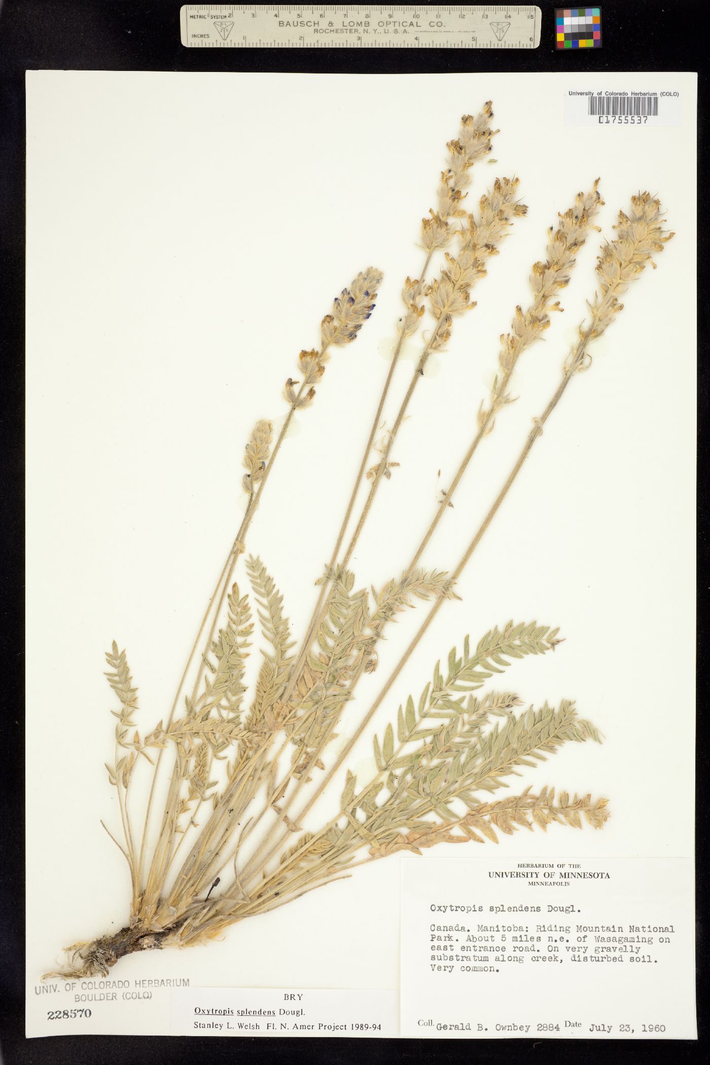 Oxytropis splendens image