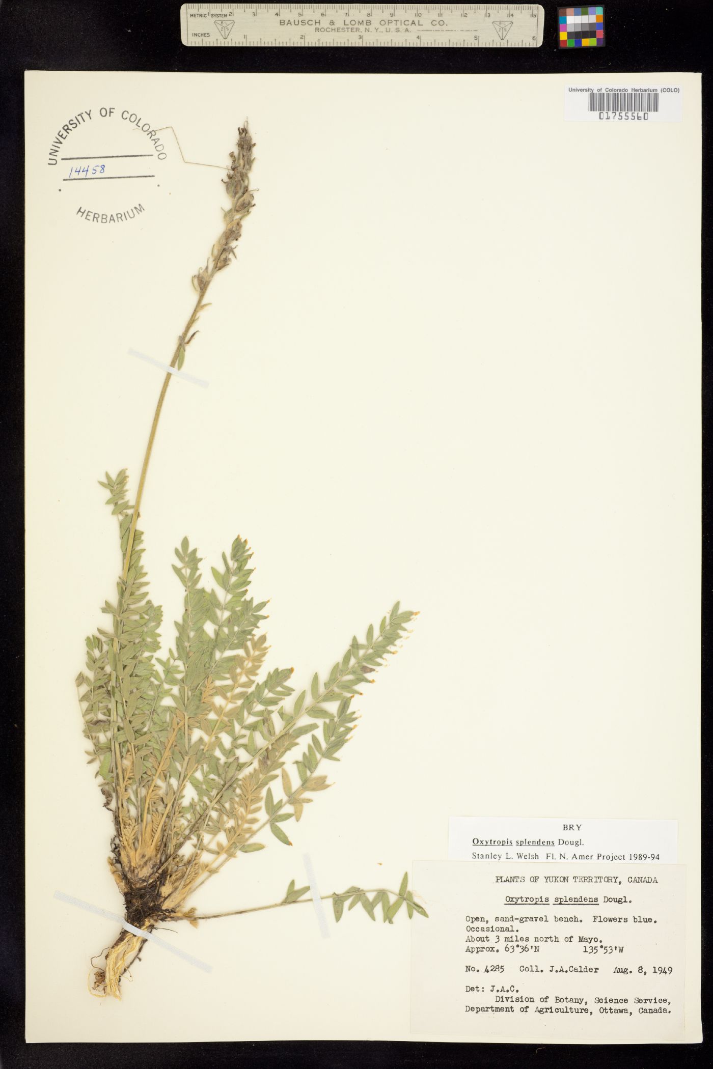 Oxytropis splendens image
