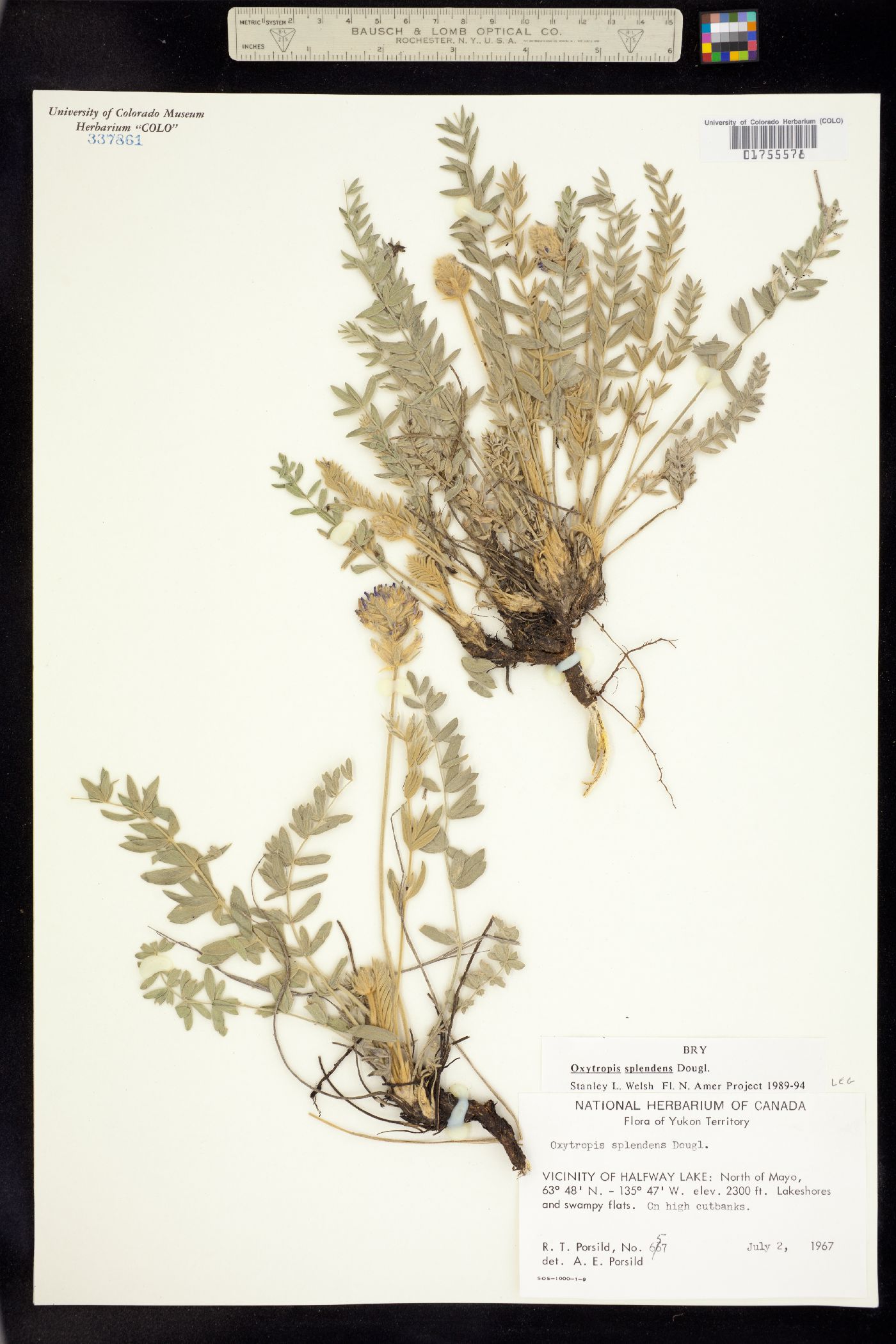 Oxytropis splendens image
