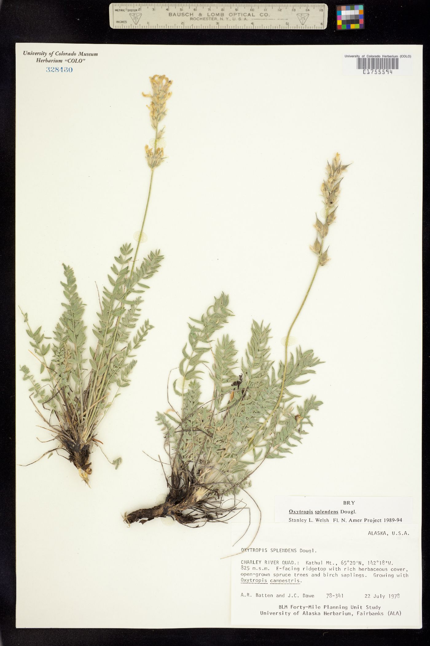 Oxytropis splendens image