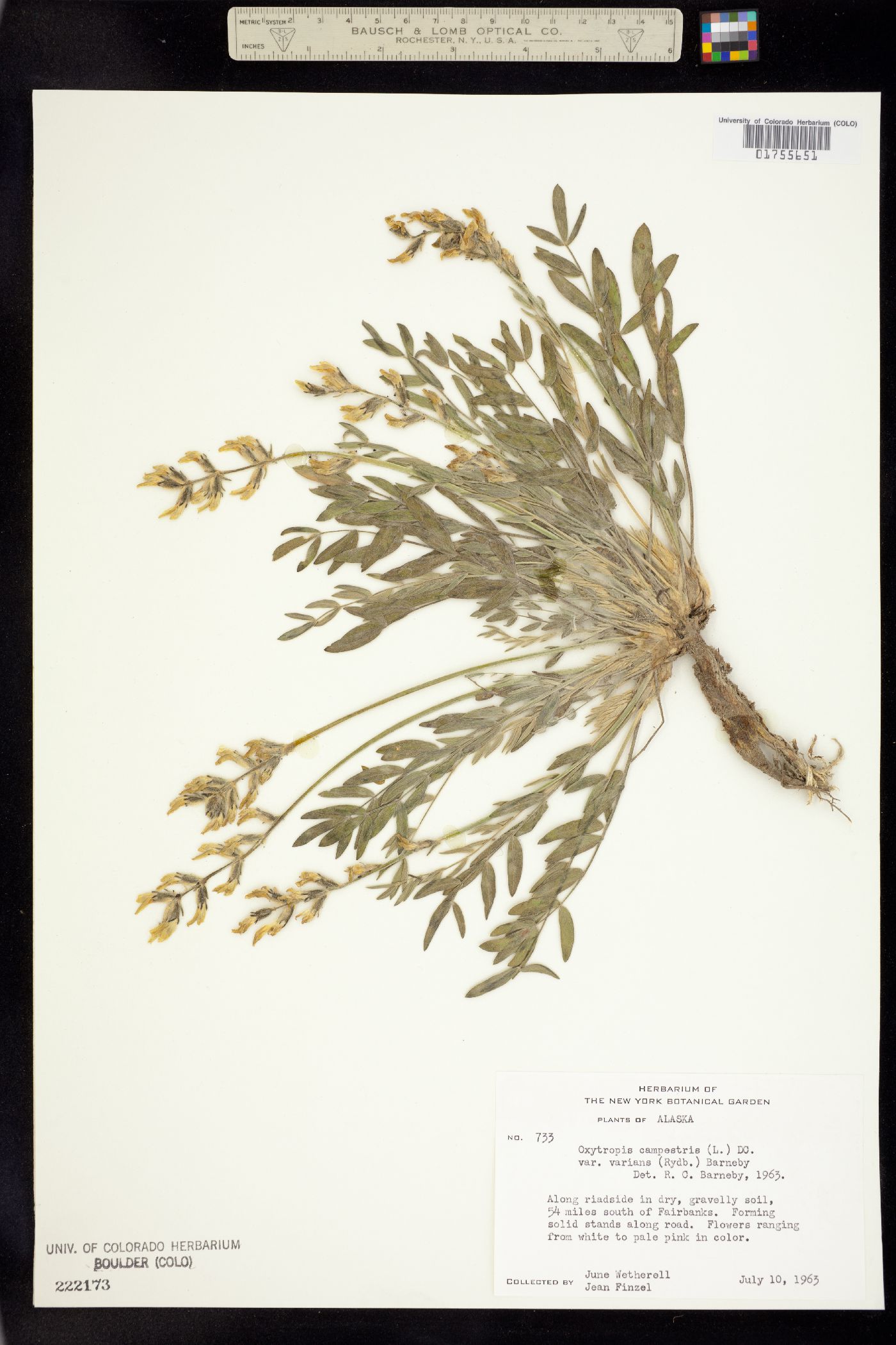 Oxytropis campestris var. varians image