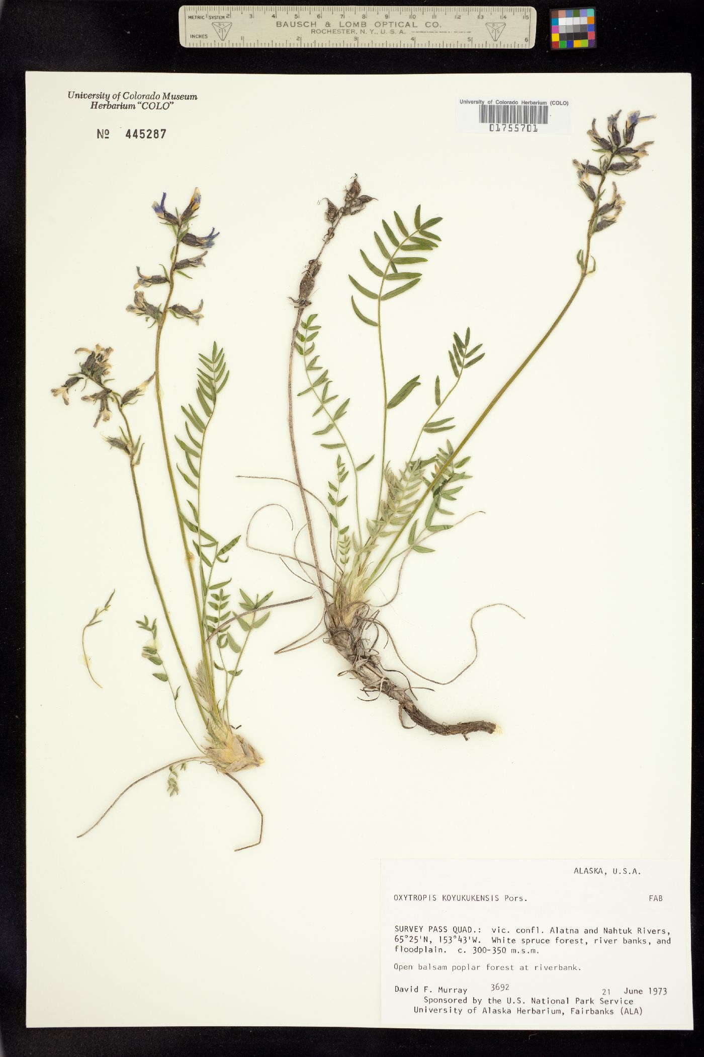 Oxytropis campestris var. varians image