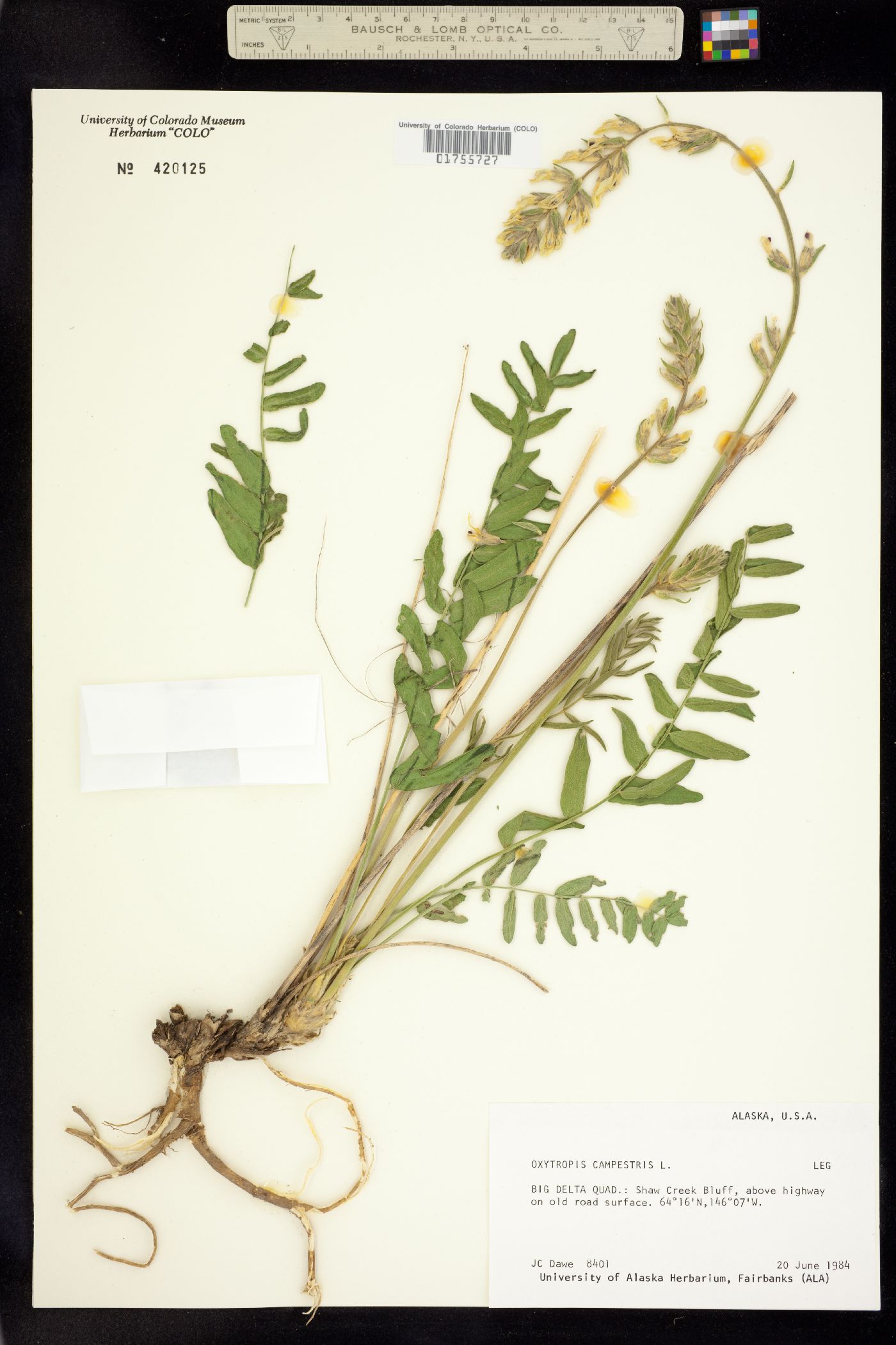 Oxytropis campestris var. varians image