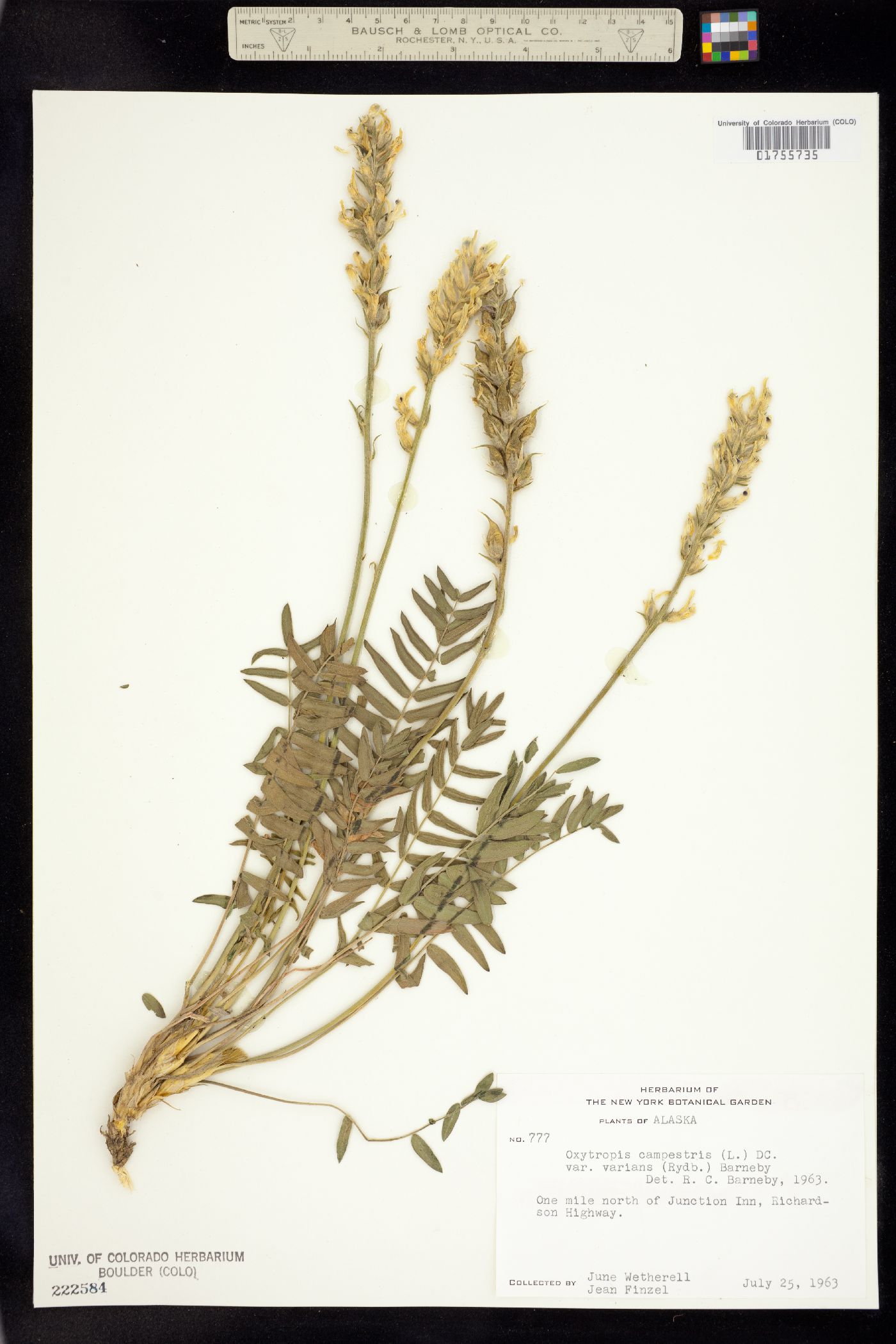 Oxytropis campestris var. varians image