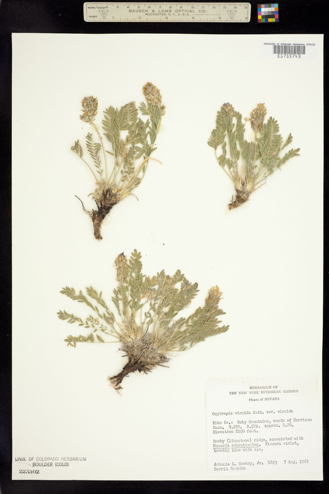 Oxytropis borealis image