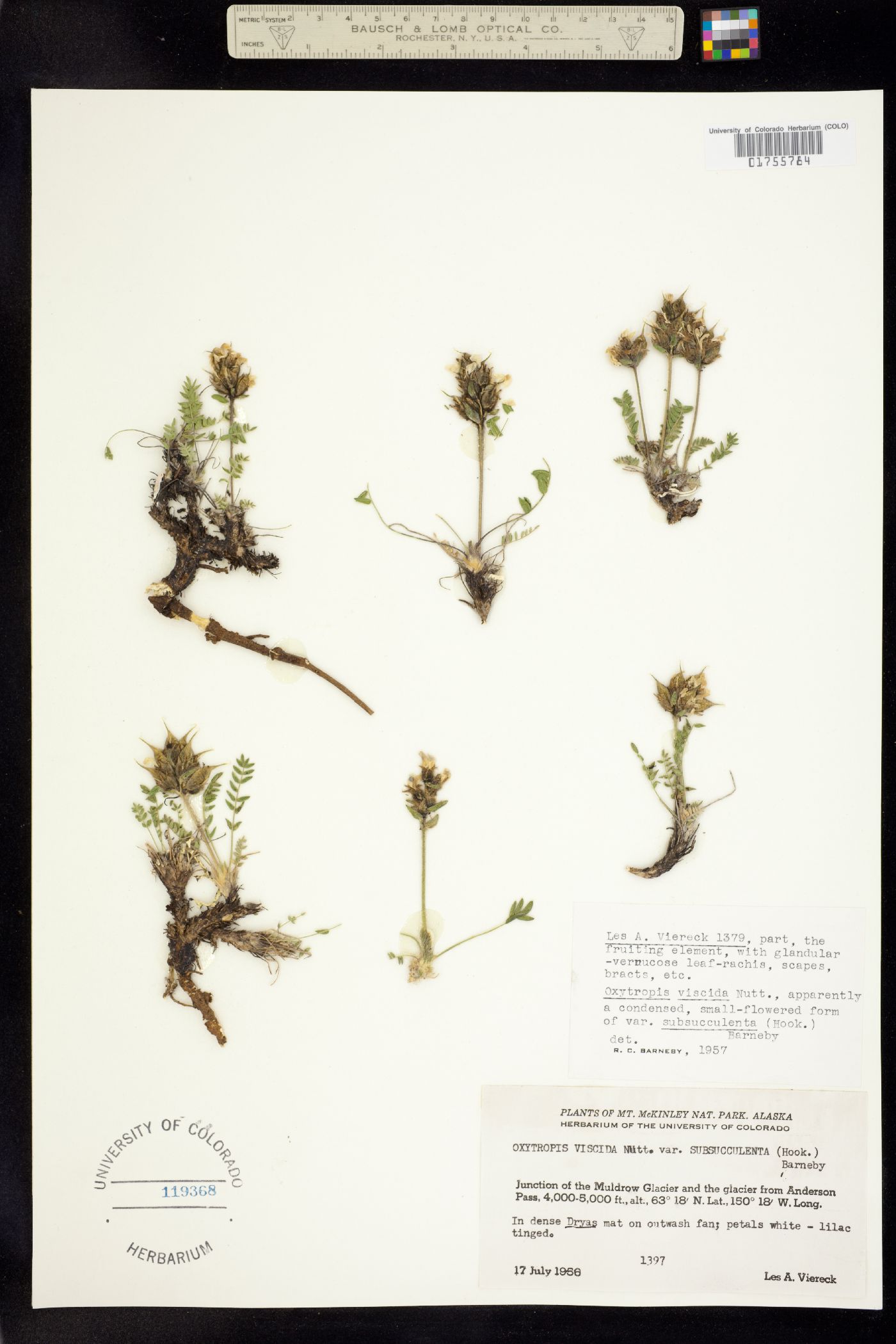 Oxytropis borealis var. viscida image